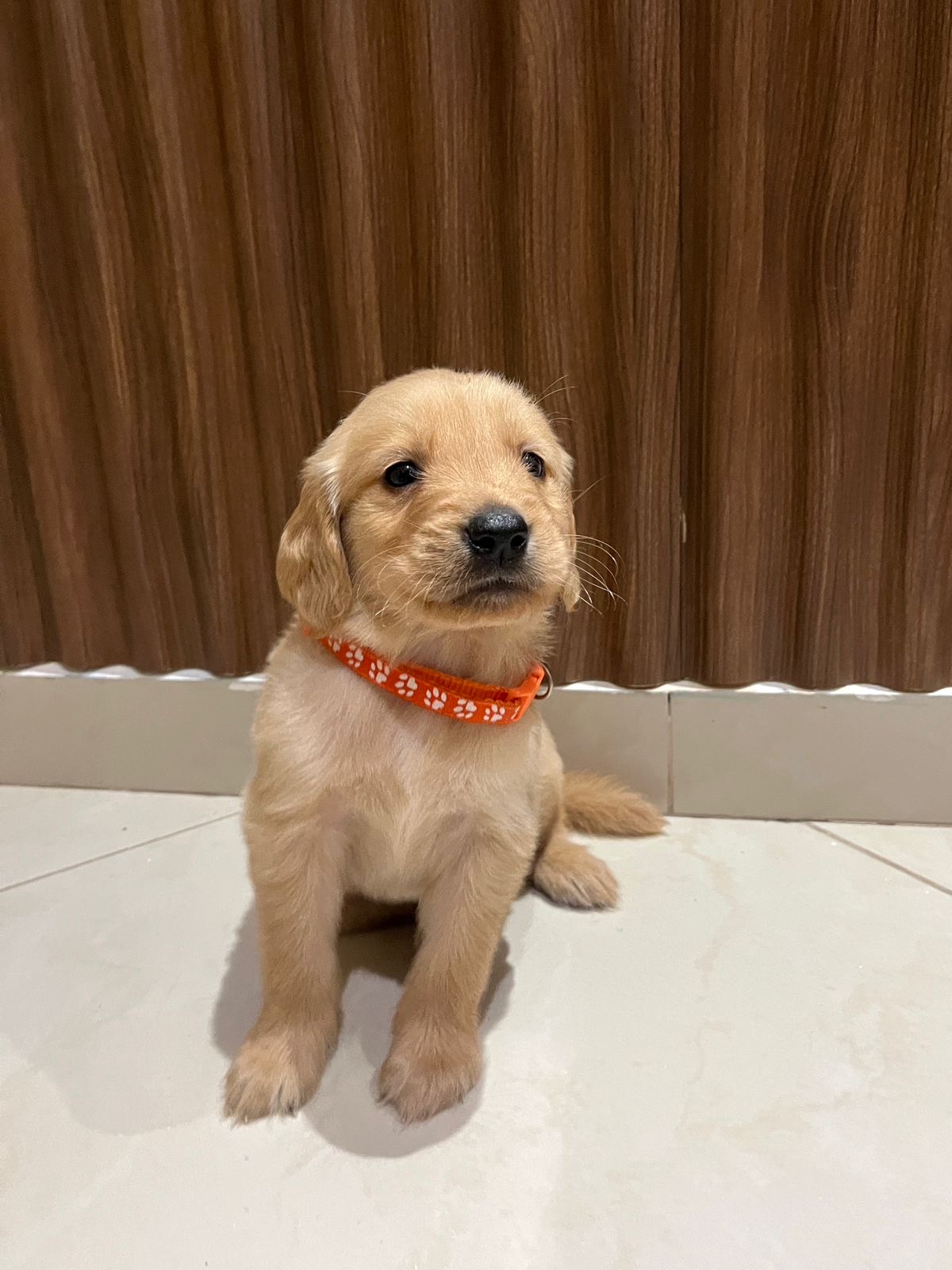 Cachorro Golden Retriever  Foto 7283476-4.jpg