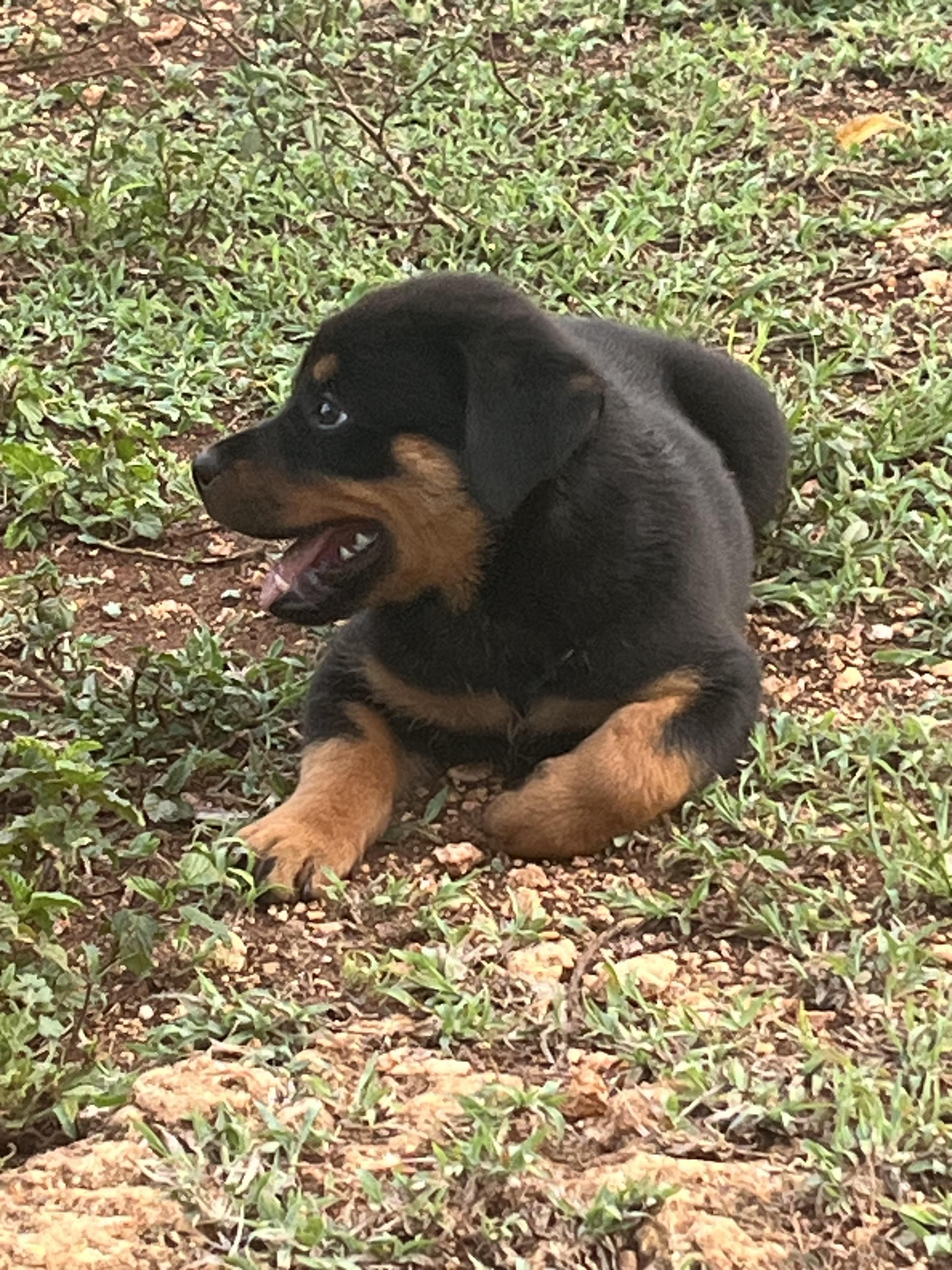 Rotwailer de 64 días con si vacuna  Foto 7283732-2.jpg