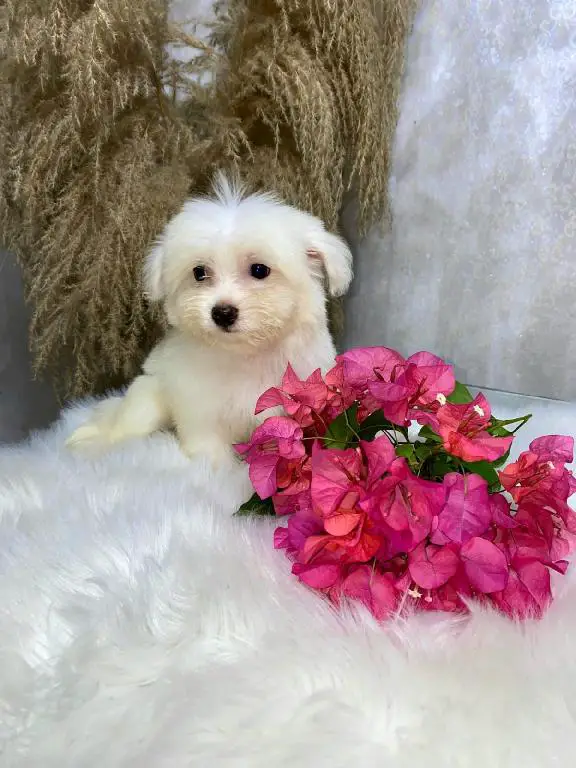 OFERTA CACHORRO MALTIPOO MACHO EN SANTO DOMINGO CON SU VACUNAS Foto 7284686-1.jpg