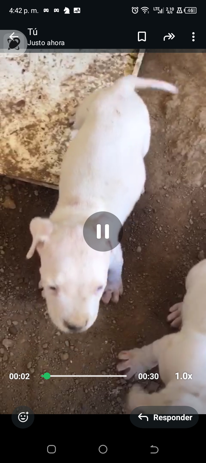Dogo Argentino  Foto 7285038-3.jpg