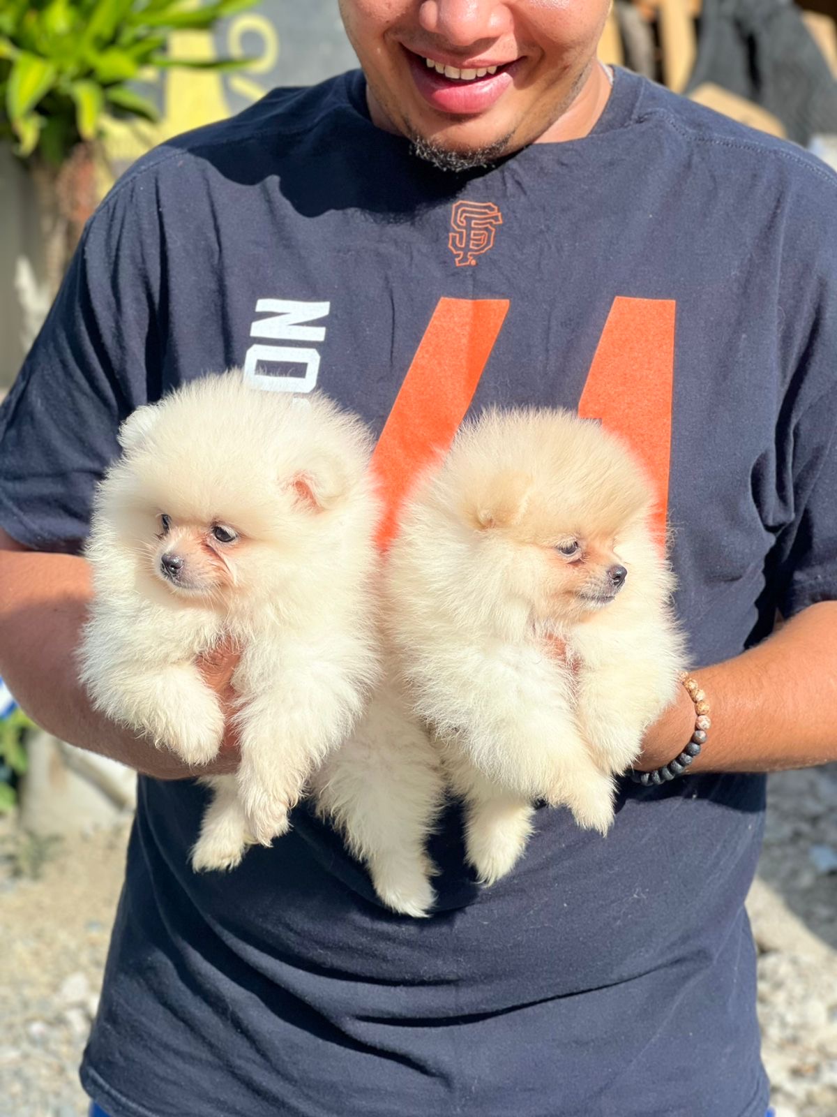 Pomerania Calidad Cara de Oso Ambos Sexos  Foto 7285051-2.jpg
