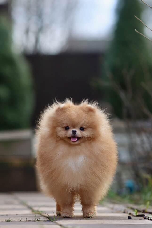 Pomerania importado desde Rusia para monta Foto 7286148-4.jpg