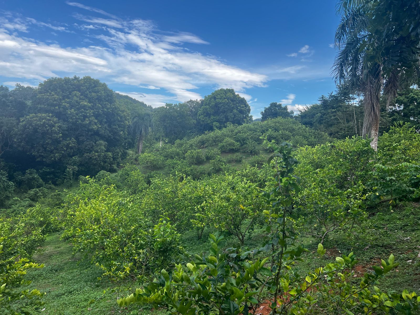 Finca de 350 tareas con Casa campestre y sembradas de limón en Bonao Foto 7286701-10.jpg