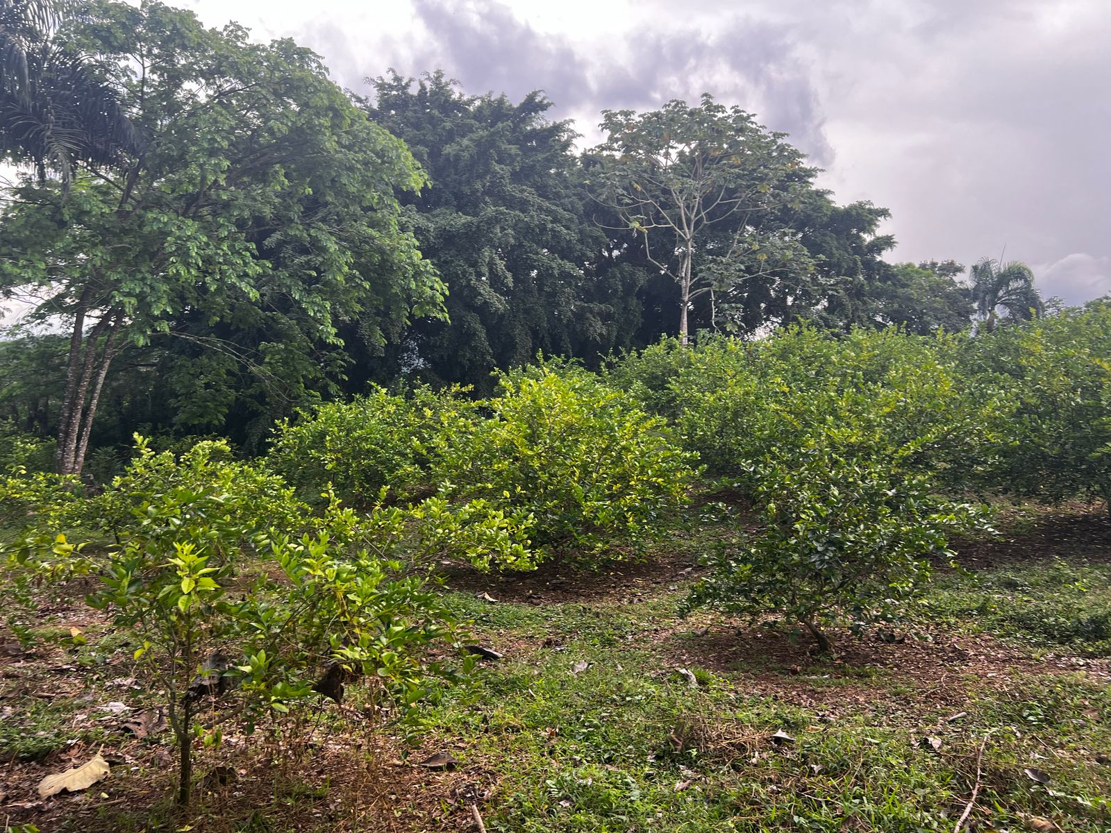 Finca de 350 tareas con Casa campestre y sembradas de limón en Bonao Foto 7286701-6.jpg