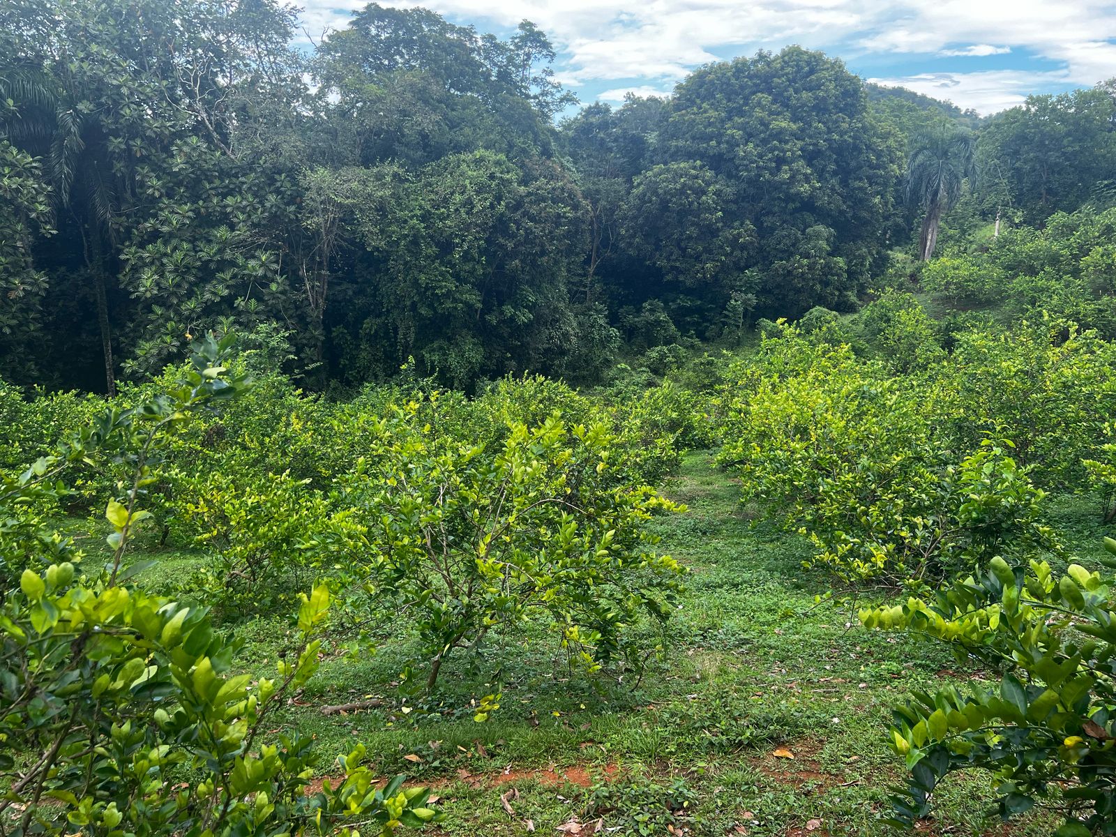 Finca de 350 tareas con Casa campestre y sembradas de limón en Bonao Foto 7286701-7.jpg