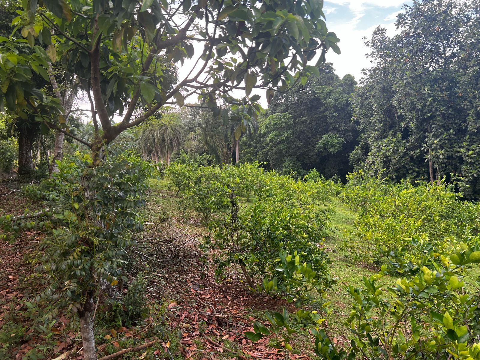 Finca de 350 tareas con Casa campestre y sembradas de limón en Bonao Foto 7286701-8.jpg