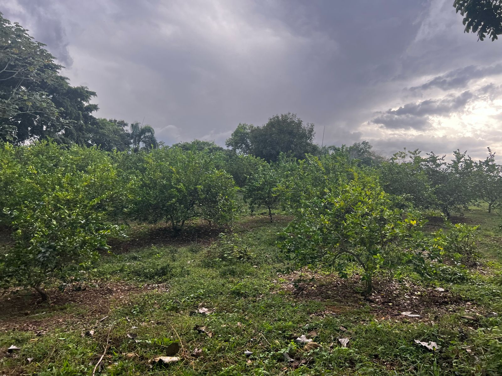 Finca de 350 tareas con Casa campestre y sembradas de limón en Bonao Foto 7286701-9.jpg