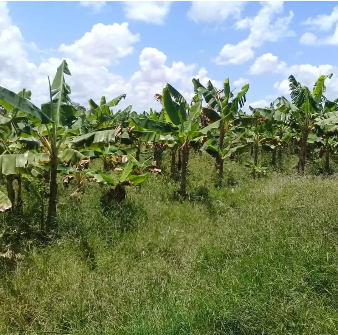 Finca de 1472 tareas con vocación Agrícola y ganadera en Monte Plata Foto 7286717-3.jpg