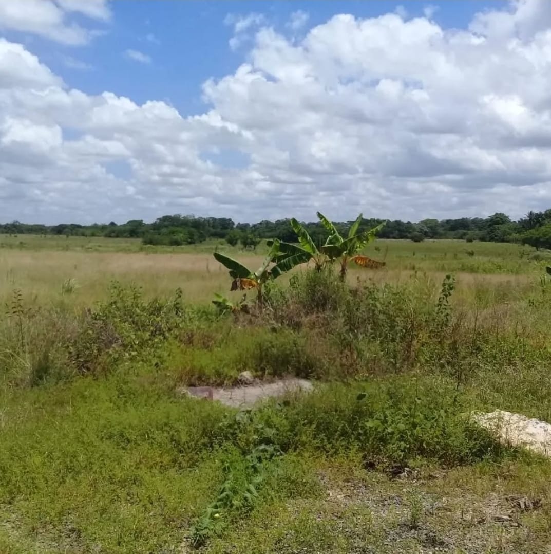 Finca de 1472 tareas con vocación Agrícola y ganadera en Monte Plata Foto 7286717-4.jpg