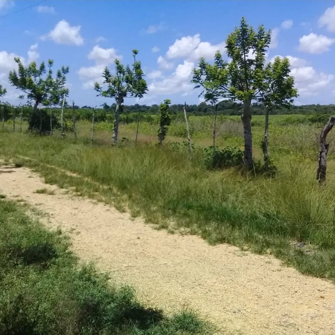 Finca de 1472 tareas con vocación Agrícola y ganadera en Monte Plata Foto 7286717-5.jpg