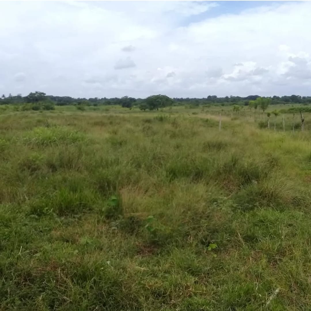 Finca de 1472 tareas con vocación Agrícola y ganadera en Monte Plata Foto 7286717-7.jpg