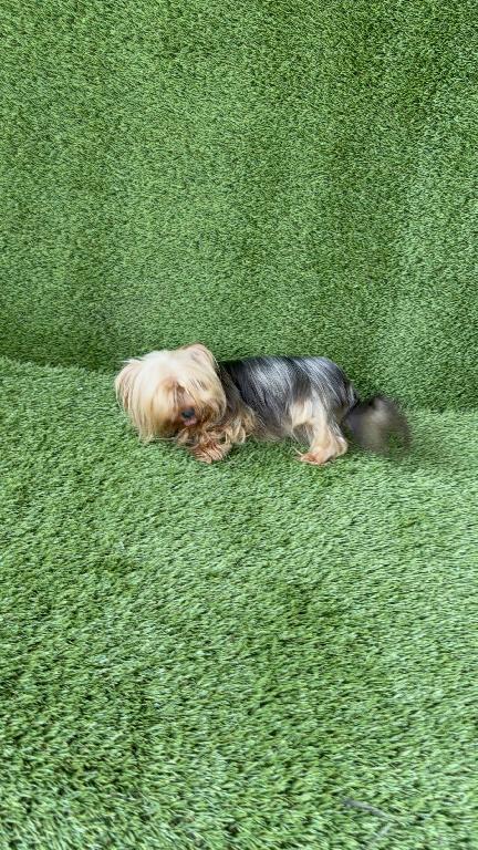 YORKIE TERRIER  Foto 7287225-1.jpg