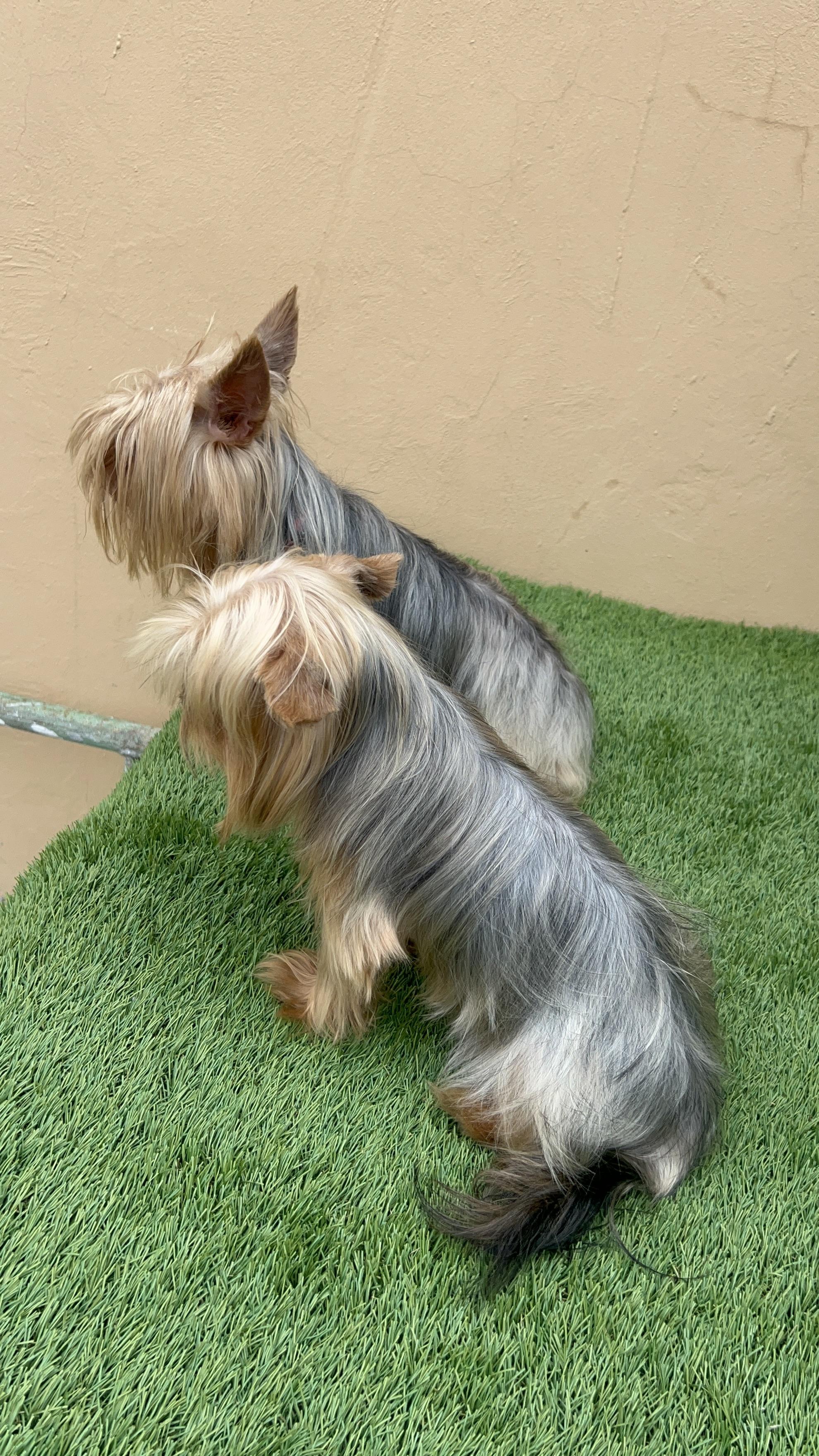 YORKIE TERRIER  Foto 7287225-10.jpg