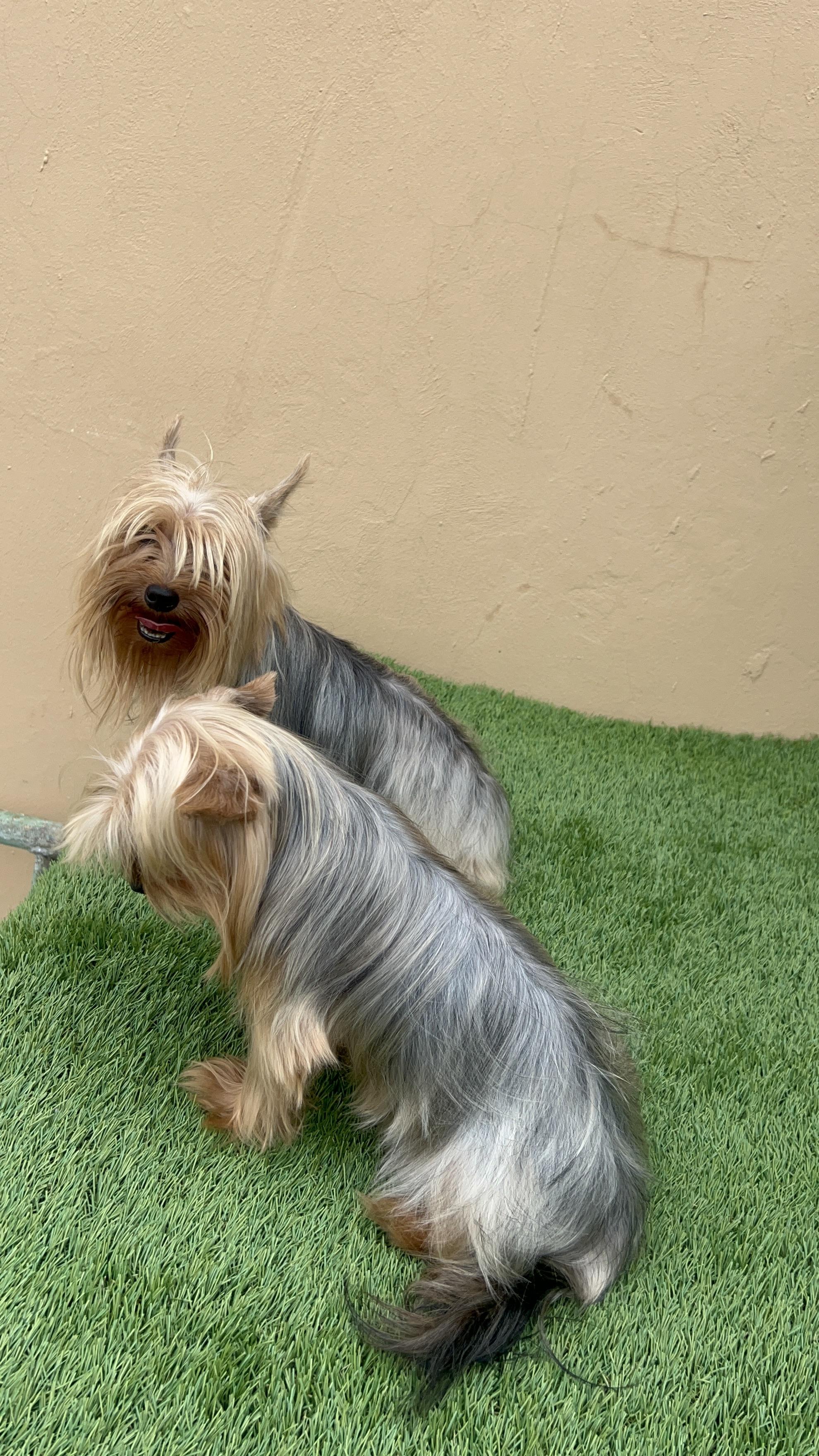 YORKIE TERRIER  Foto 7287225-11.jpg