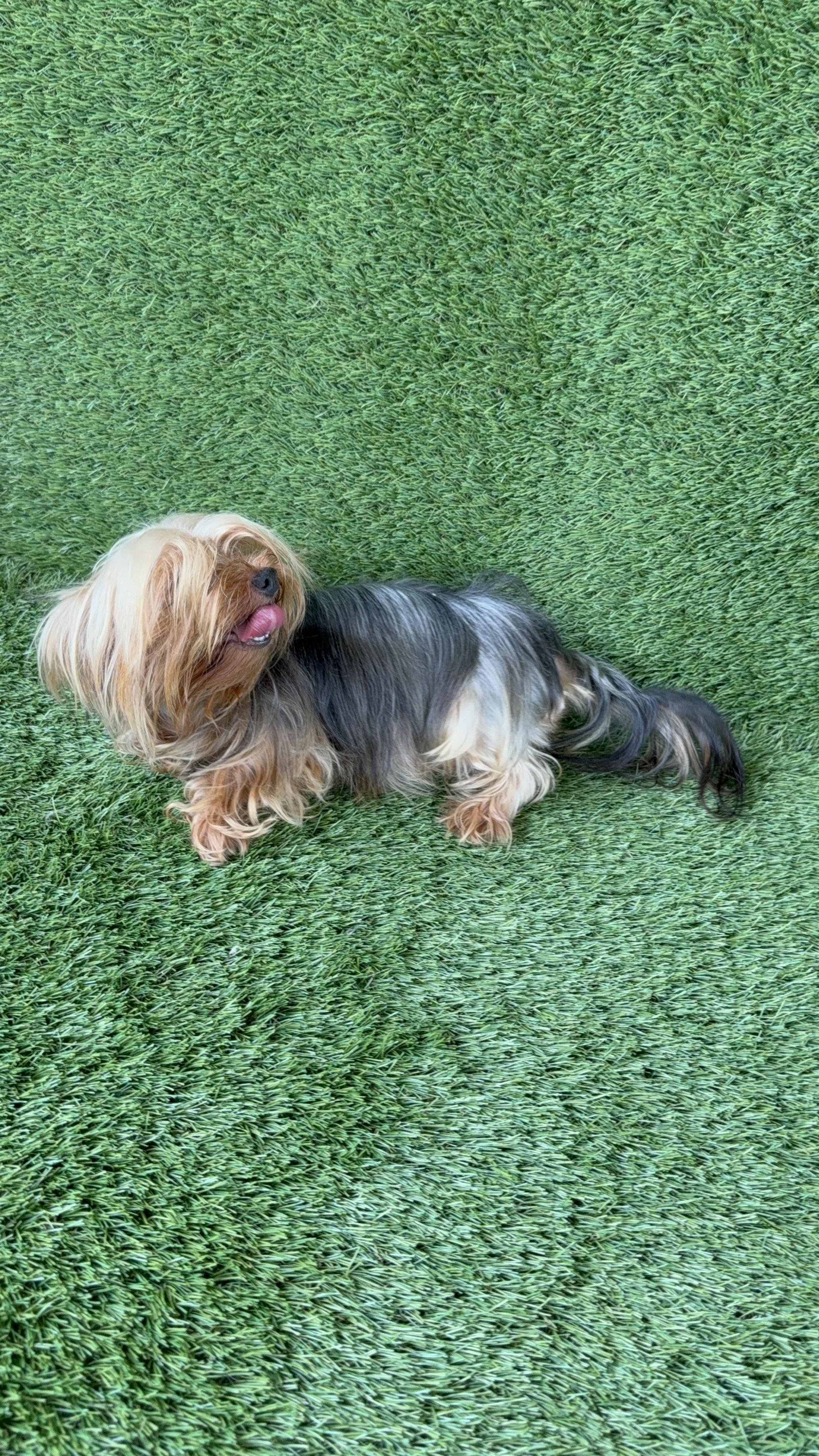 YORKIE TERRIER  Foto 7287225-2.jpg
