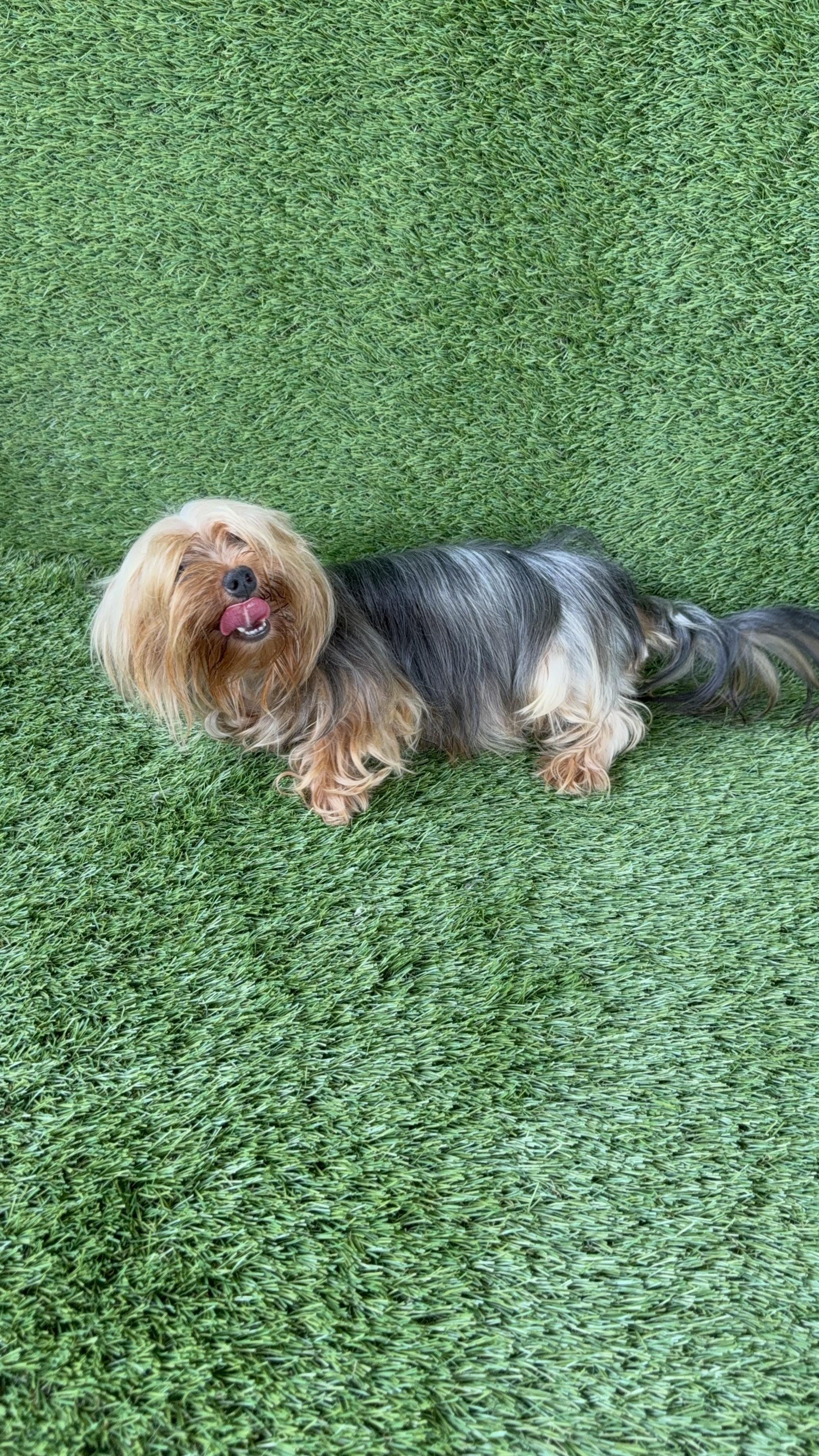 YORKIE TERRIER  Foto 7287225-3.jpg