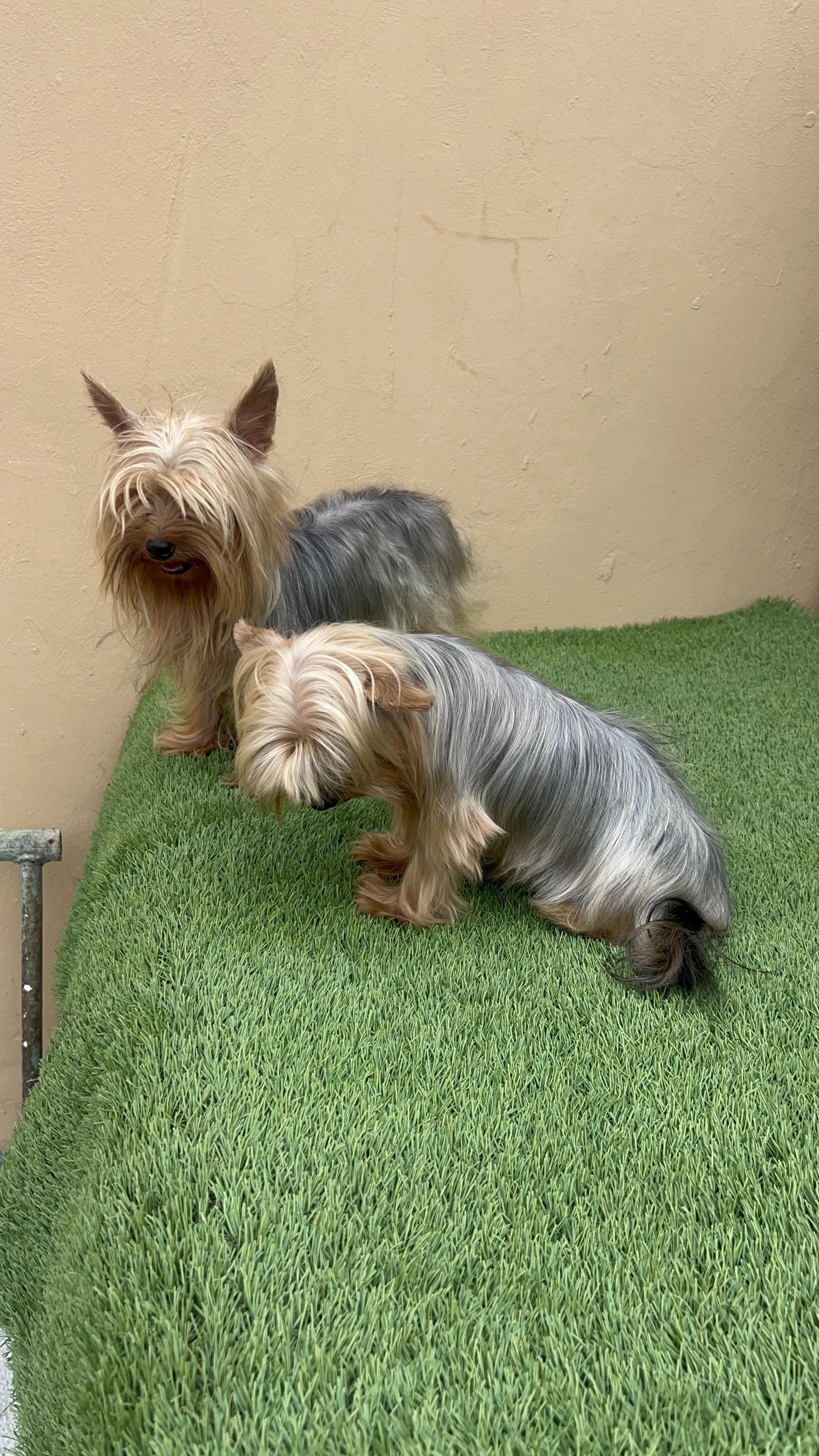 YORKIE TERRIER  Foto 7287225-4.jpg
