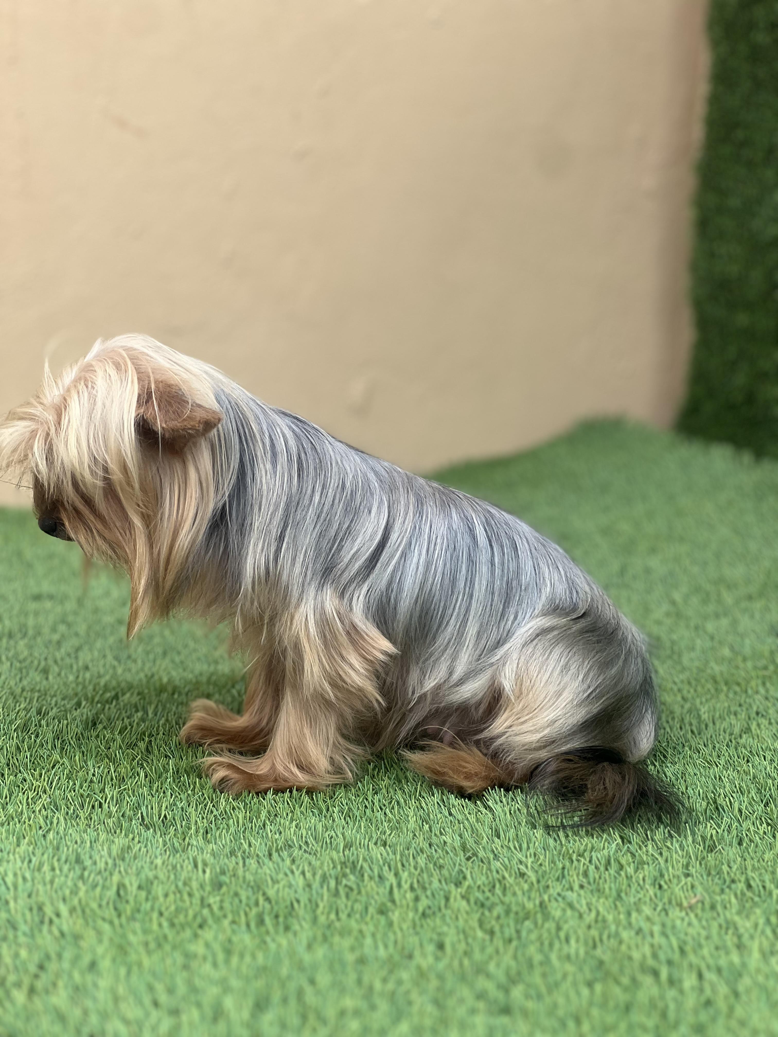 YORKIE TERRIER  Foto 7287225-6.jpg