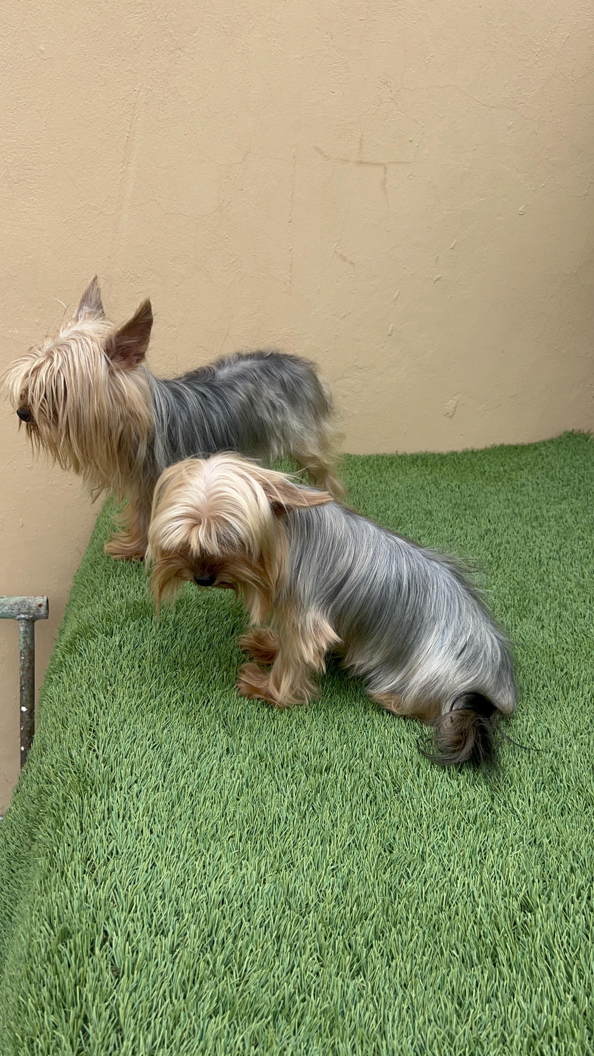 YORKIE TERRIER  Foto 7287225-7.jpg