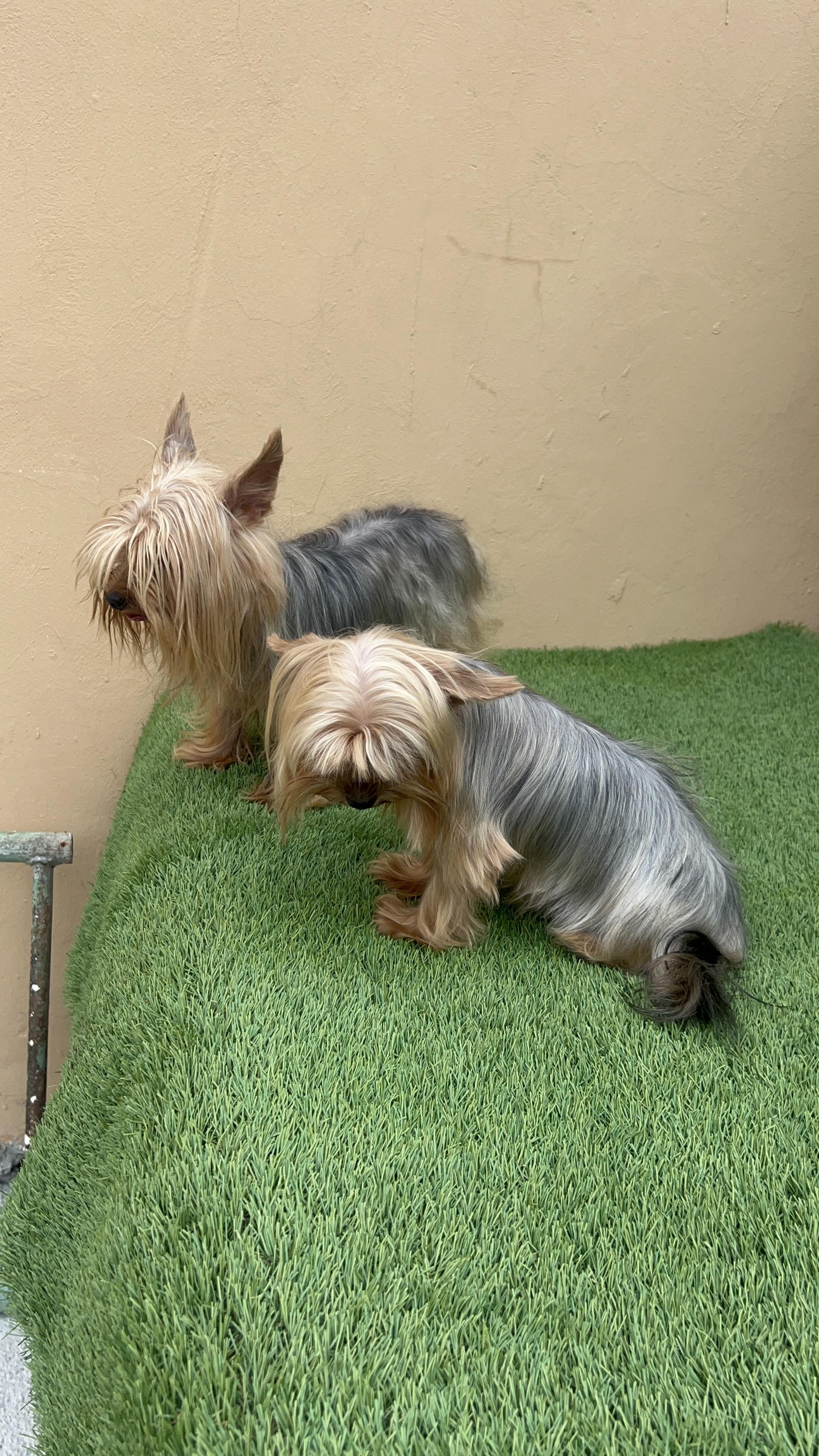 YORKIE TERRIER  Foto 7287225-8.jpg