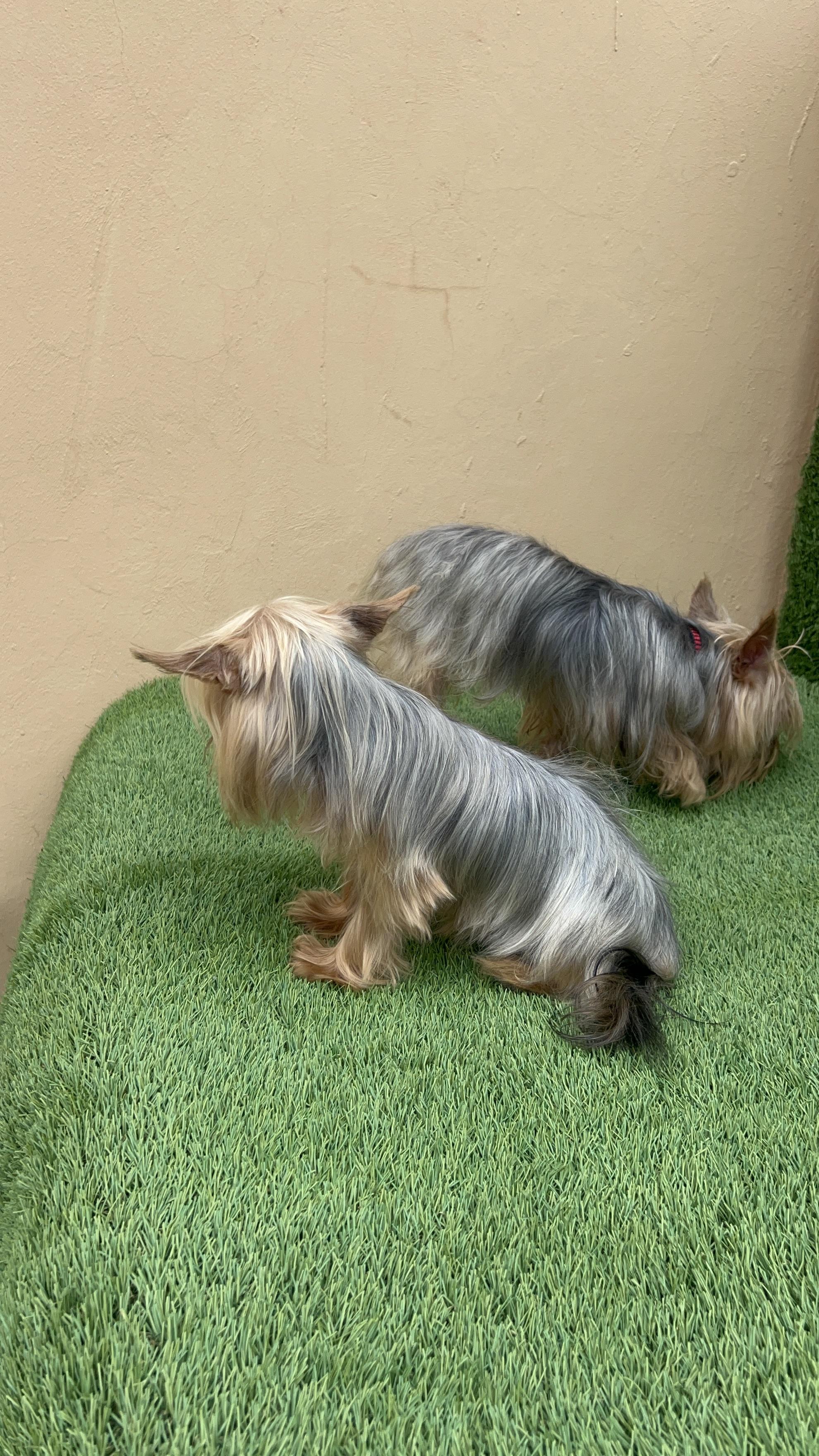 YORKIE TERRIER  Foto 7287225-9.jpg