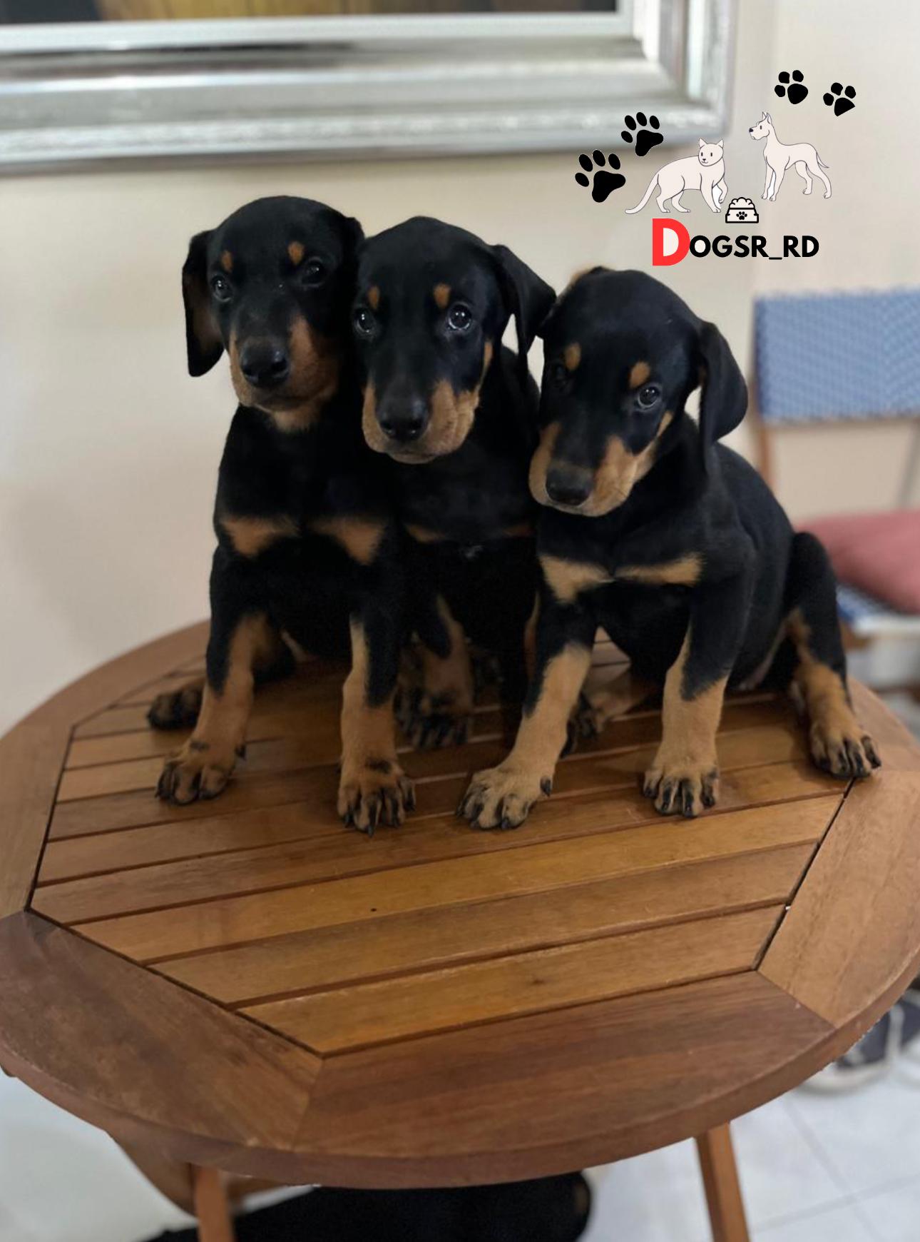 Doberman Ambos Sexos  Foto 7287535-1.jpg