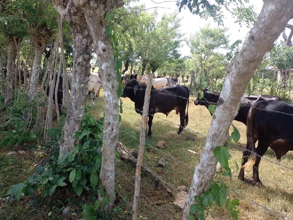 Finca en los yayales de Nagua barata título deslindado a 68 por tarea Foto 7287719-1.jpg