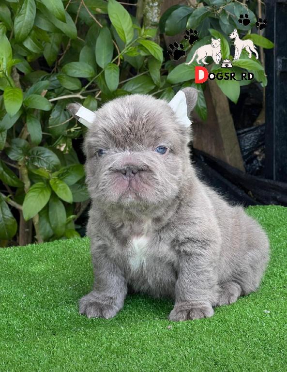 Bulldog Fluffy Ambos Sexos  Foto 7288918-1.jpg