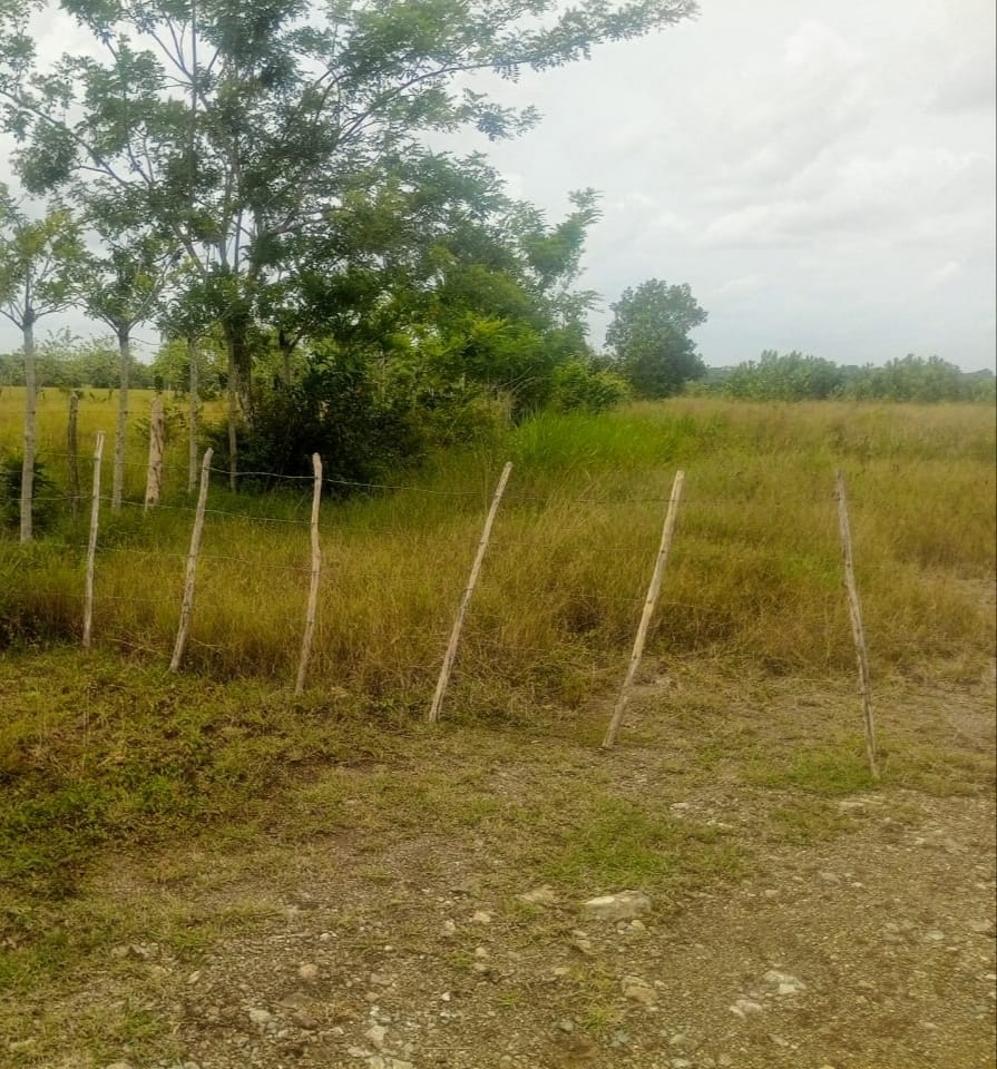 Finca de 1989 tareas con vocación agrícola y ganadera en Bayaguana Foto 7290200-6.jpg