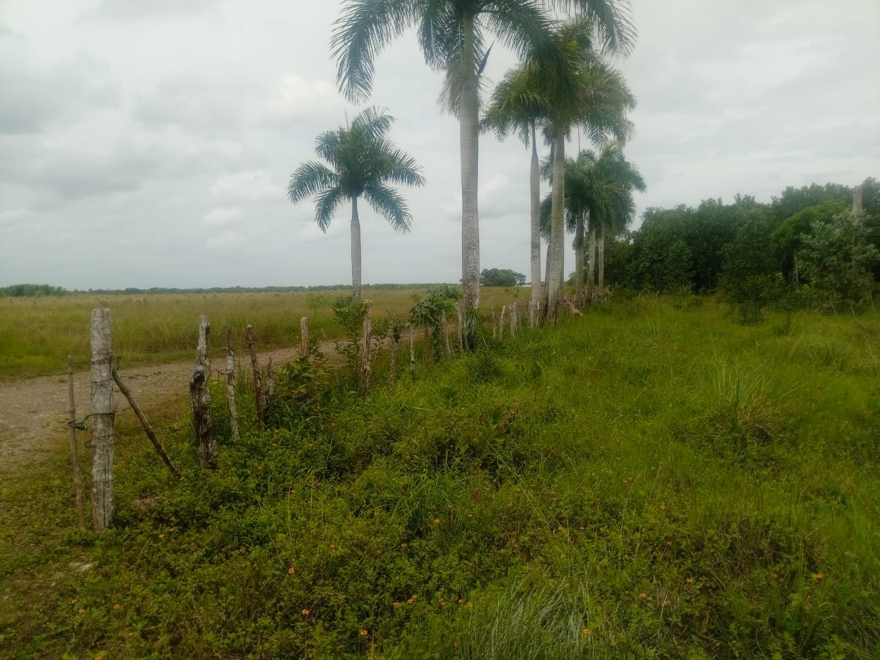 Finca de 1989 tareas con vocación agrícola y ganadera en Bayaguana Foto 7290200-7.jpg