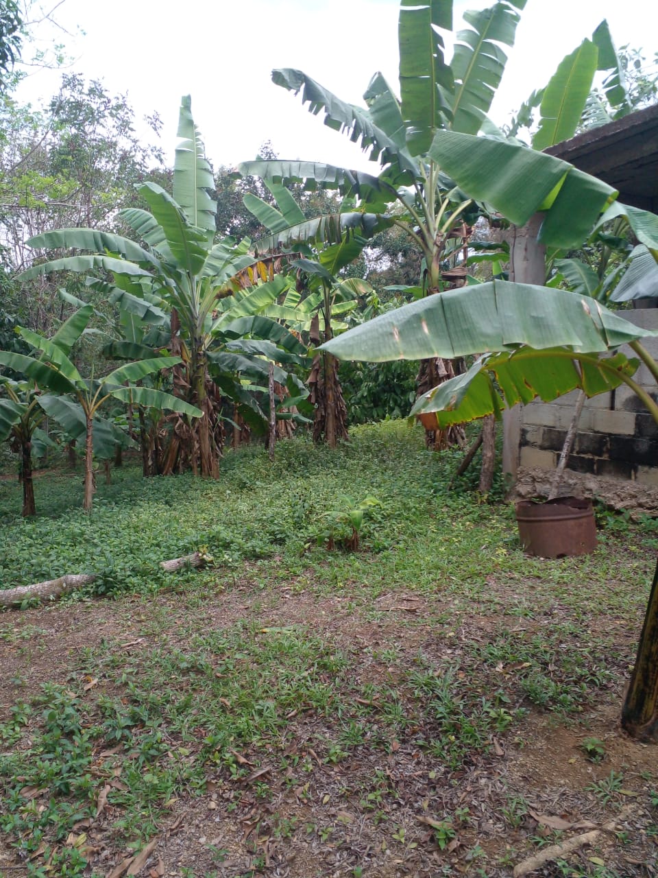 Finca de 125 tareas con casa ganadera y agrícola en Bayaguana Foto 7290205-2.jpg