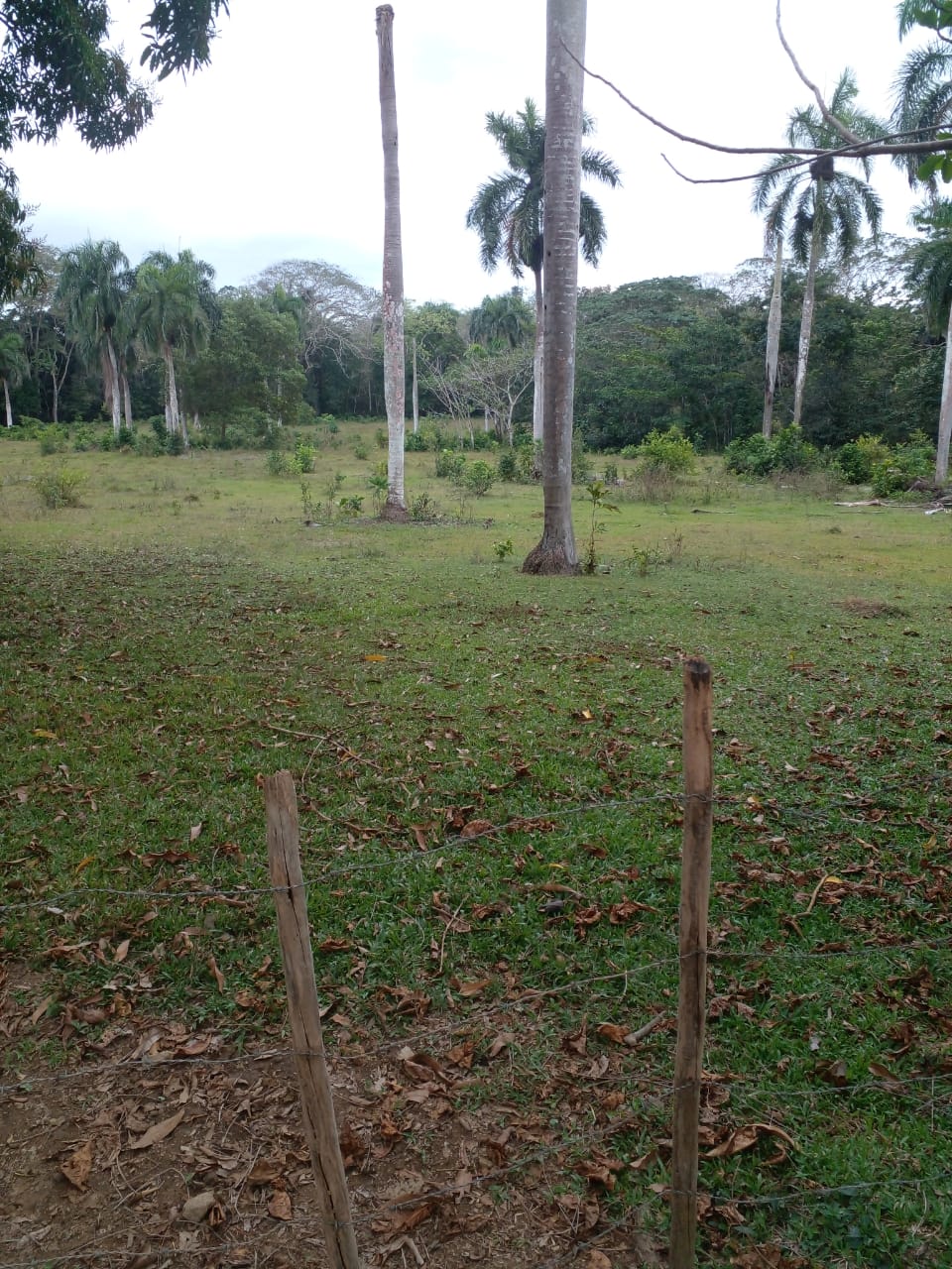 Finca de 125 tareas con casa ganadera y agrícola en Bayaguana Foto 7290205-8.jpg