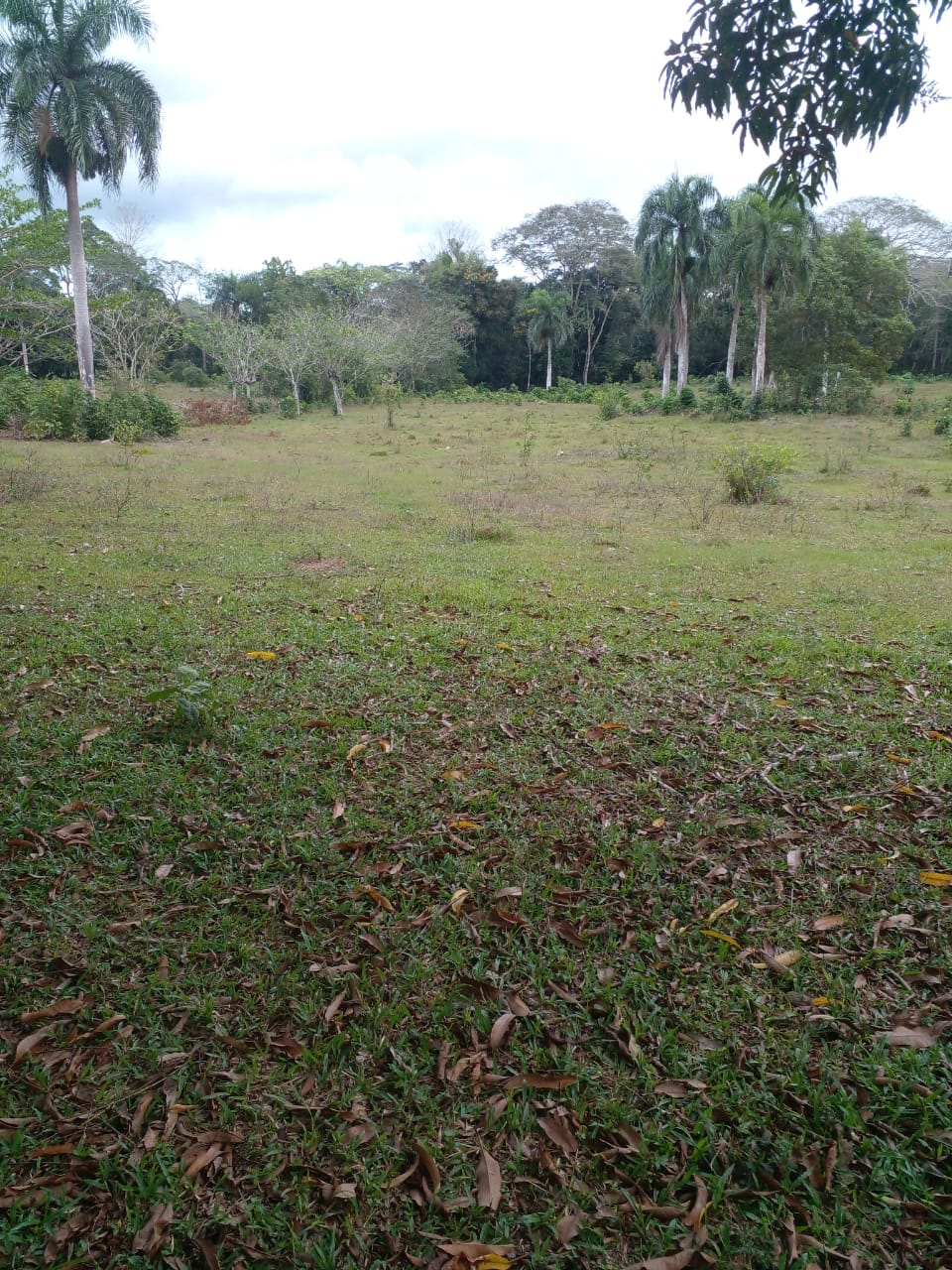 Finca de 125 tareas con casa ganadera y agrícola en Bayaguana Foto 7290205-9.jpg