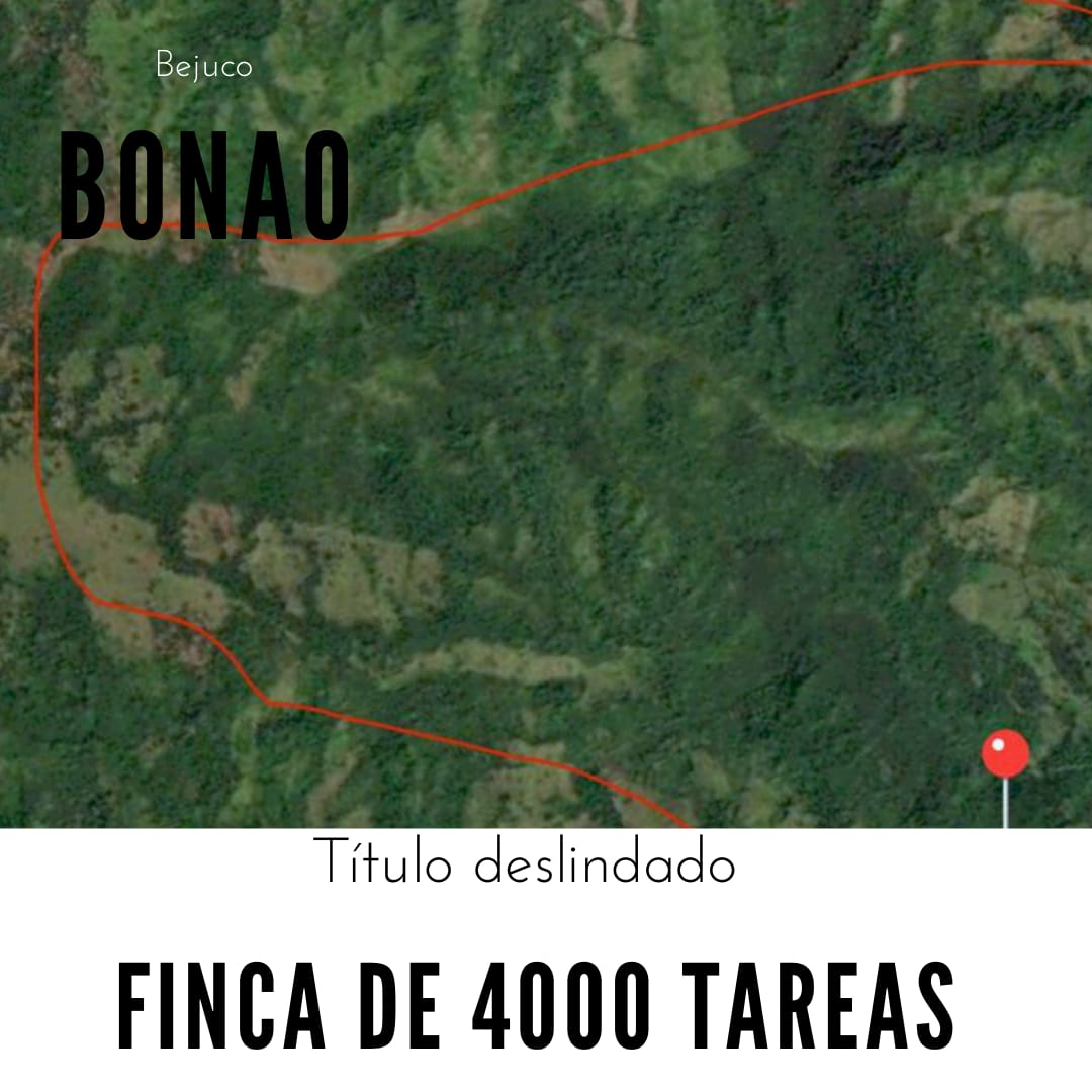 Finca de 4000 tareas sembrada de pinos en Bonao Foto 7290214-1.jpg