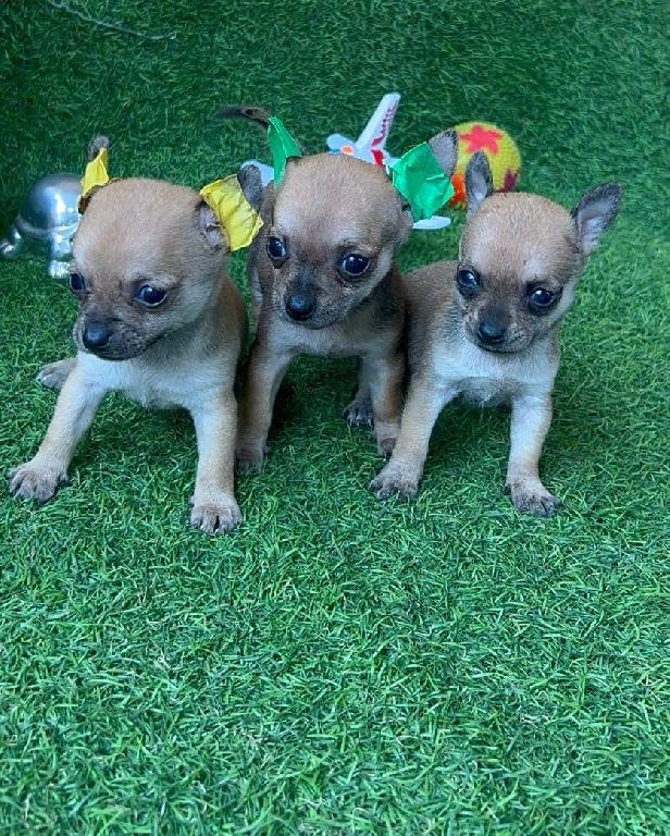 Chihuahua Cabeza de Manzana Ambos Sexos  Foto 7292914-1.jpg