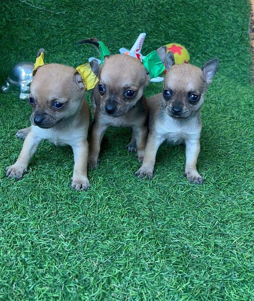 Chihuahua Cabeza de Manzana Ambos Sexos  Foto 7292914-2.jpg