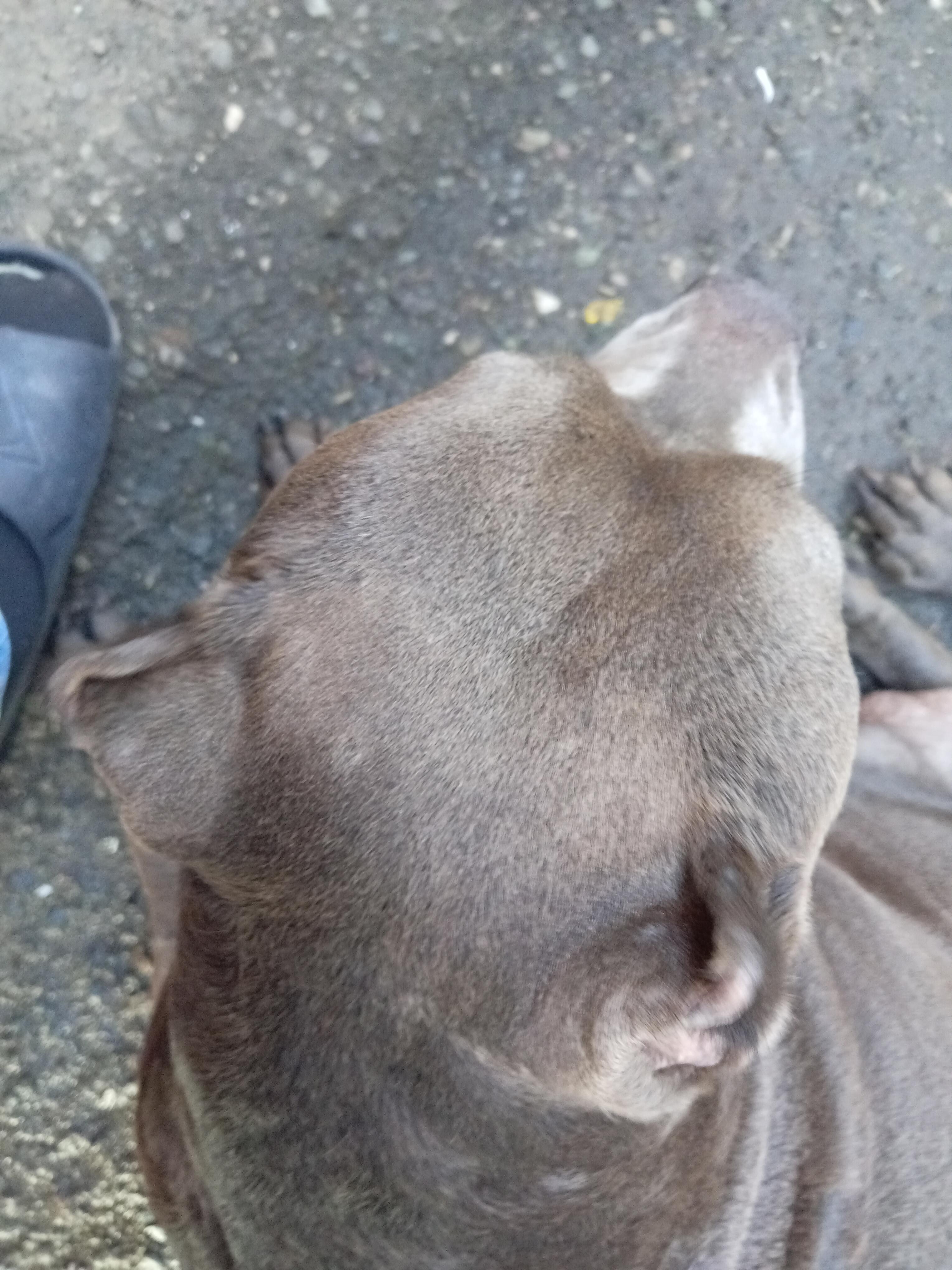 cachorros pitbull bully blue Foto 7293000-14.jpg