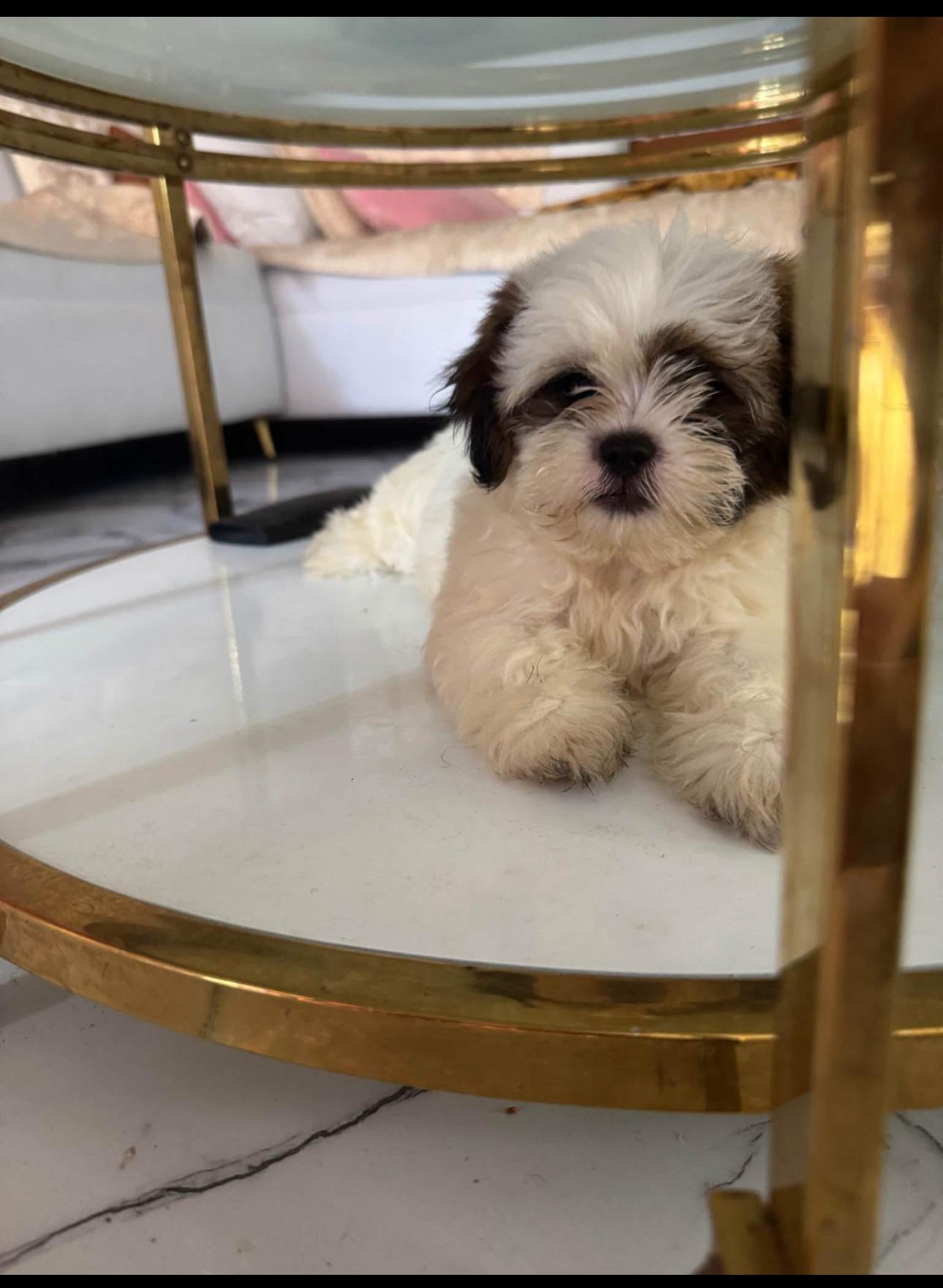 adorable Shih Tzu INF WS 8496360797 Foto 7293267-2.jpg
