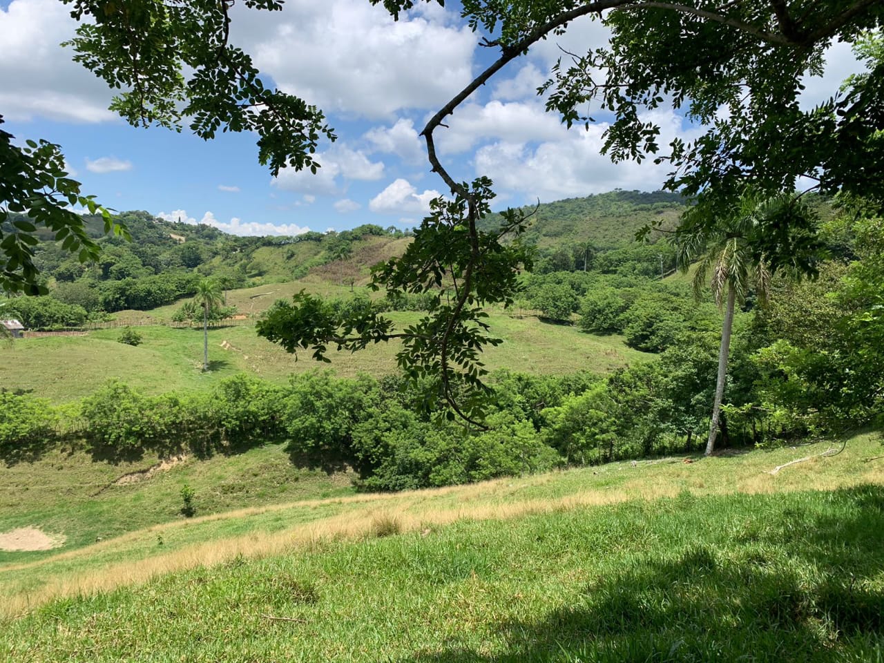 Vendo de oportunidad finca de 1350 tareas apta para ganadería y agricu Foto 7293689-2.jpg