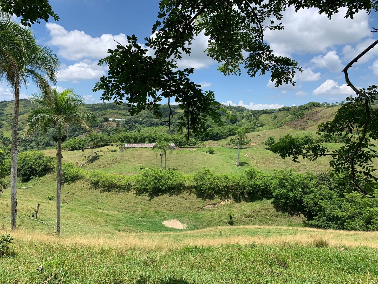 Vendo de oportunidad finca de 1350 tareas apta para ganadería y agricu Foto 7293689-3.jpg
