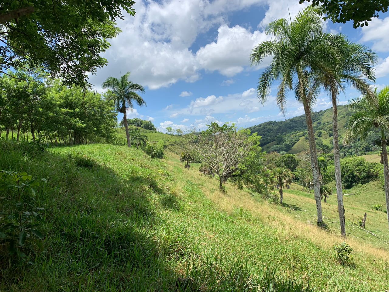 Vendo de oportunidad finca de 1350 tareas apta para ganadería y agricu Foto 7293689-4.jpg