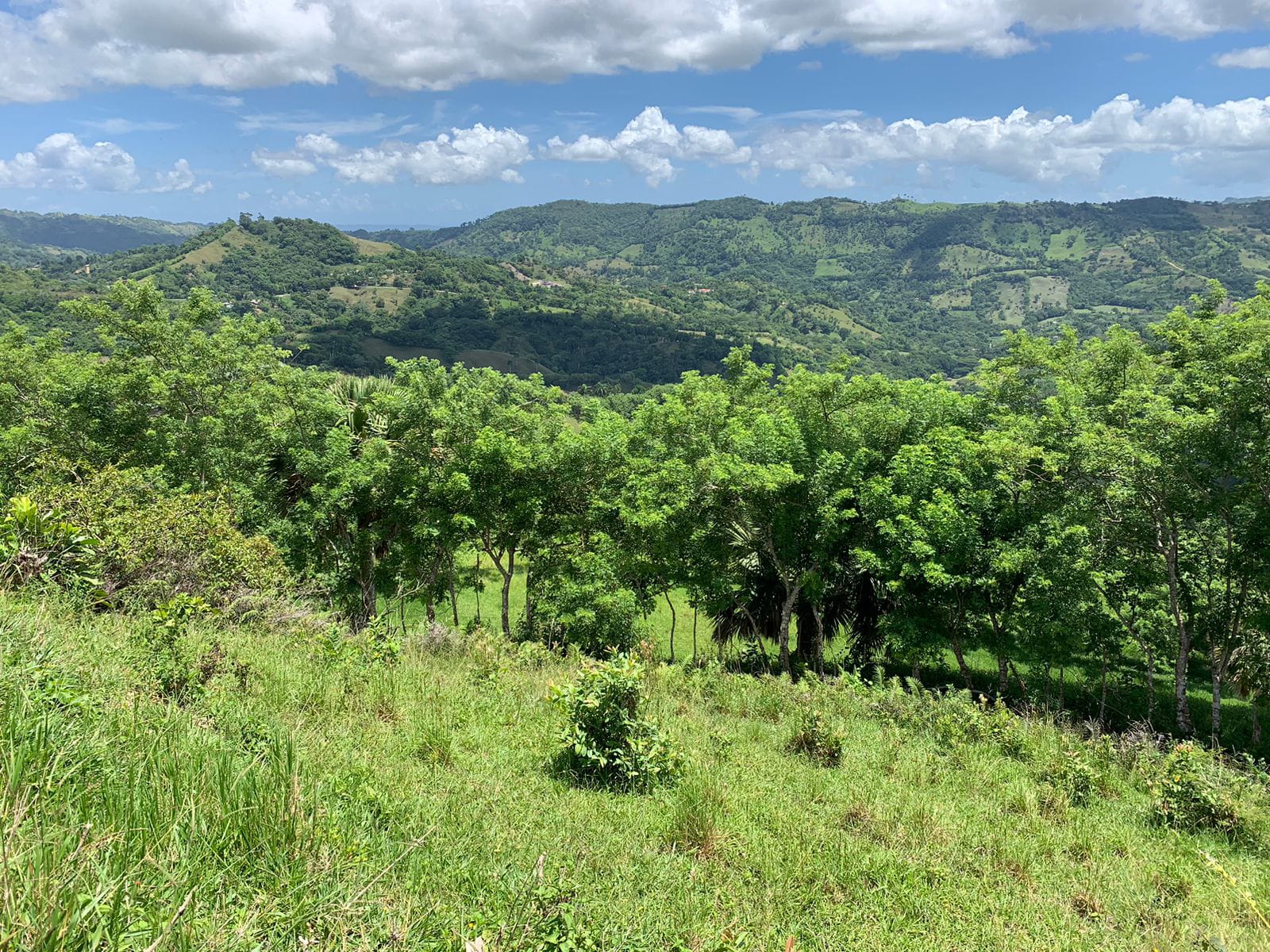 Vendo de oportunidad finca de 1350 tareas apta para ganadería y agricu Foto 7293689-6.jpg