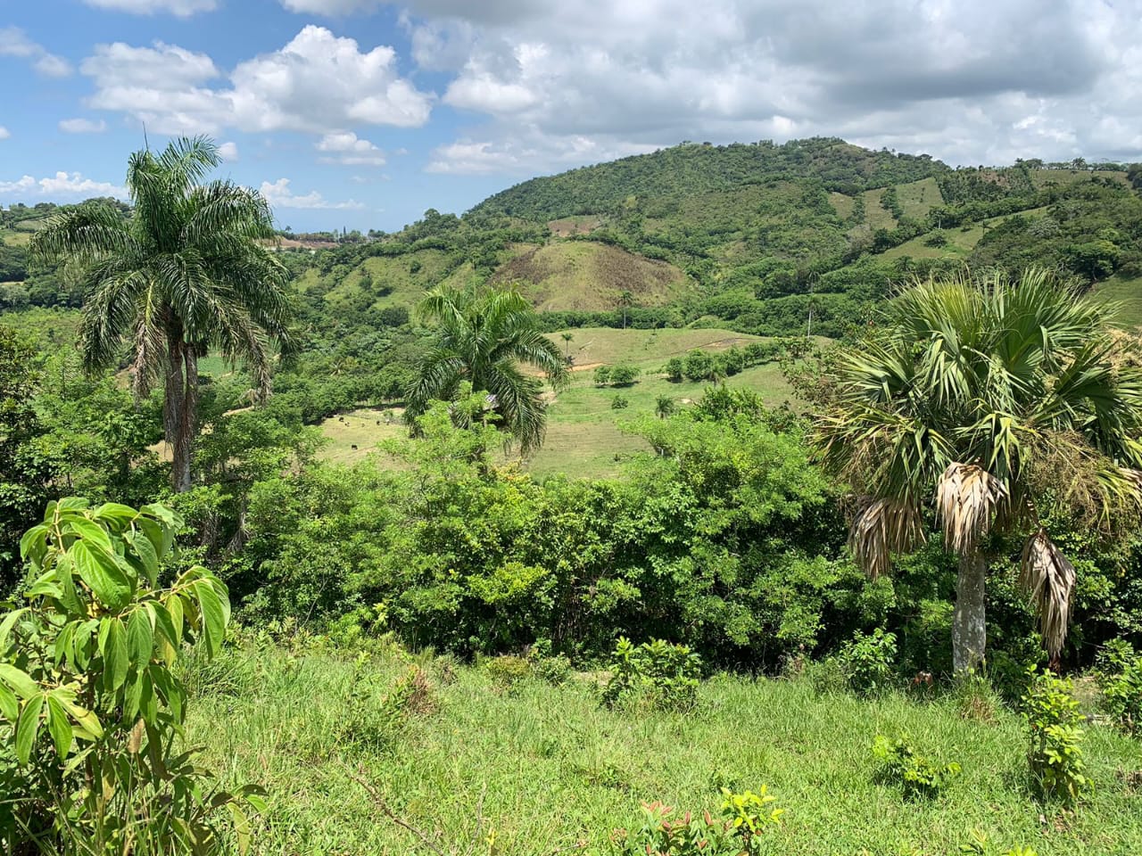 Vendo de oportunidad finca de 1350 tareas apta para ganadería y agricu Foto 7293689-8.jpg