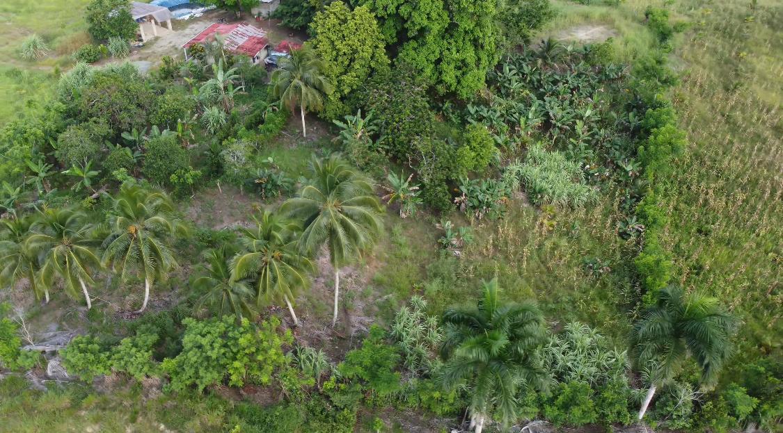 Finca de 100 tareas agrícolas con invernadero en Sabana Grande de Boyá Foto 7293700-5.jpg