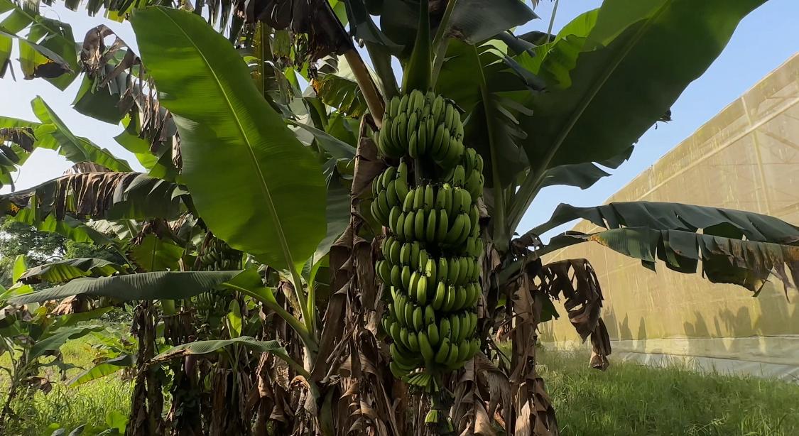 Finca de 100 tareas agrícolas con invernadero en Sabana Grande de Boyá Foto 7293700-6.jpg