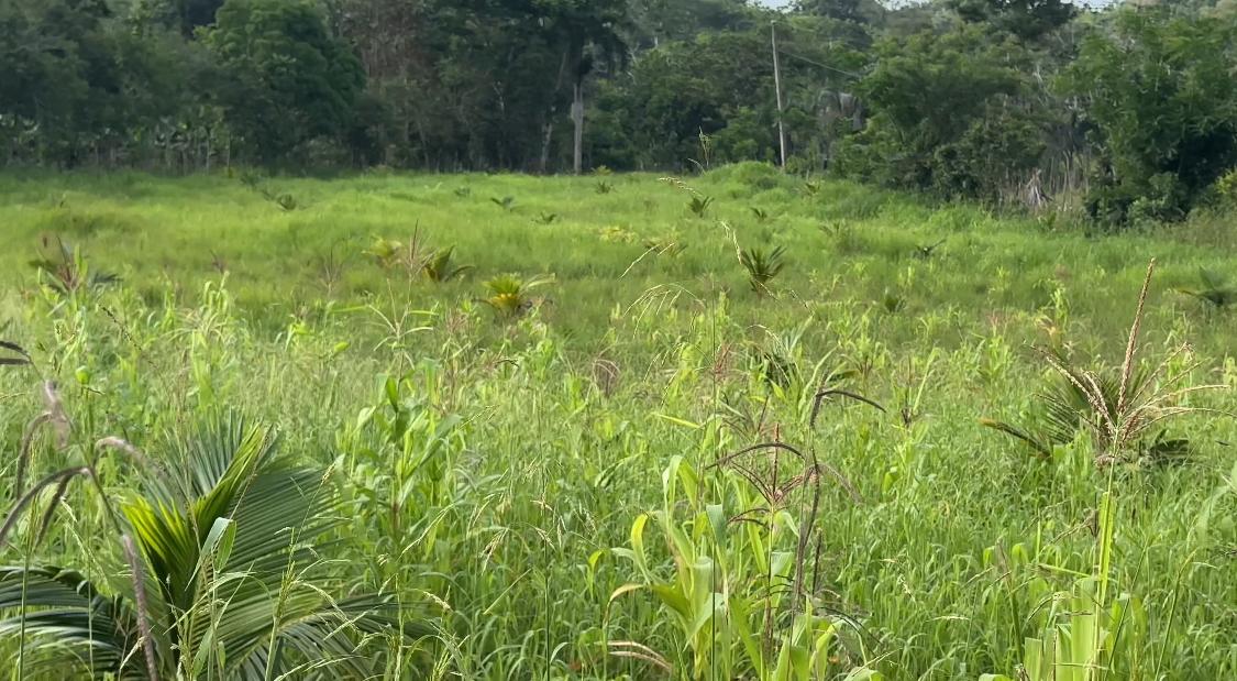 Finca de 100 tareas agrícolas con invernadero en Sabana Grande de Boyá Foto 7293700-8.jpg