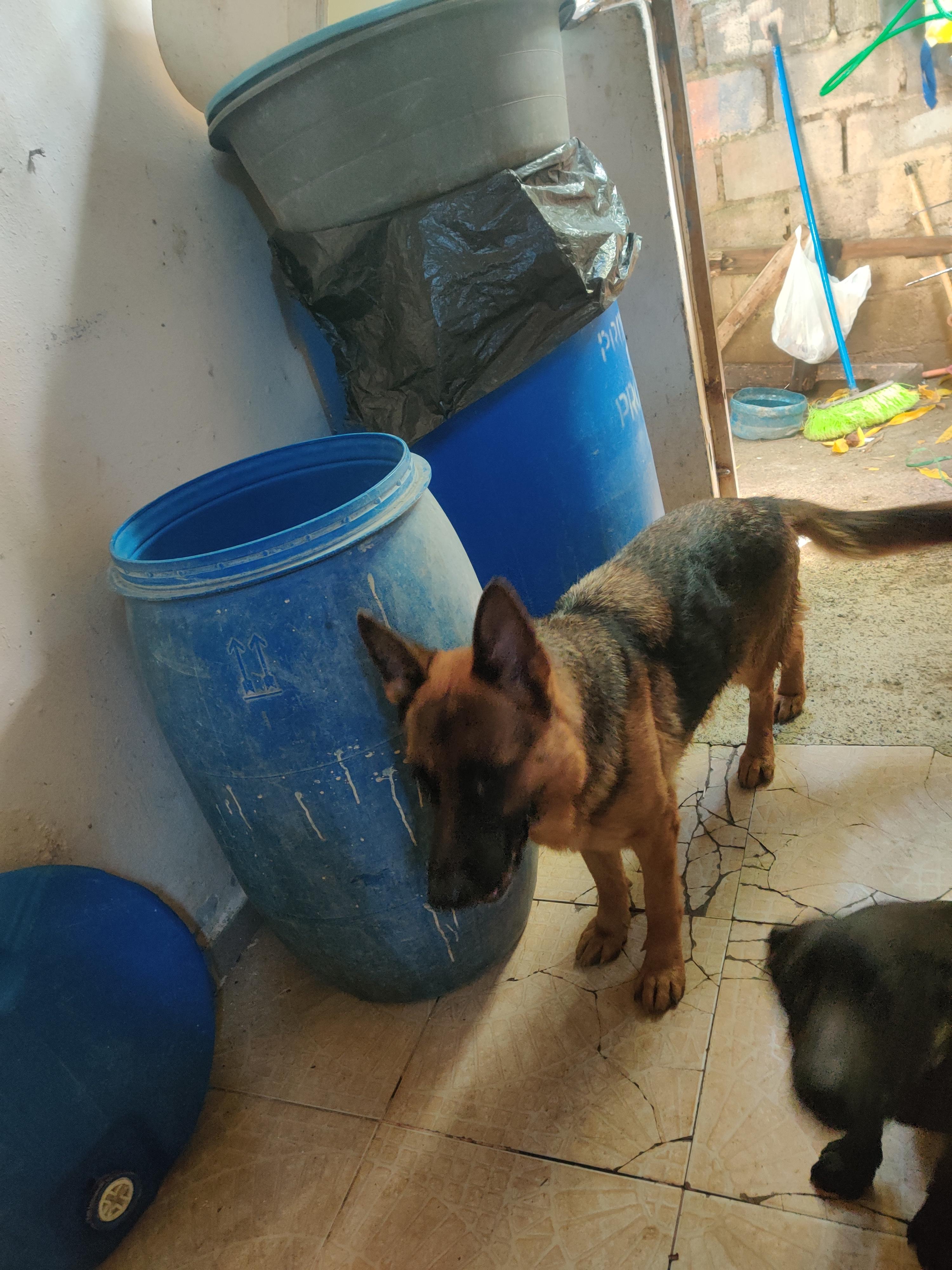 Cachorra pastor alemán  en Santo Domingo Este Foto 7294136-3.jpg