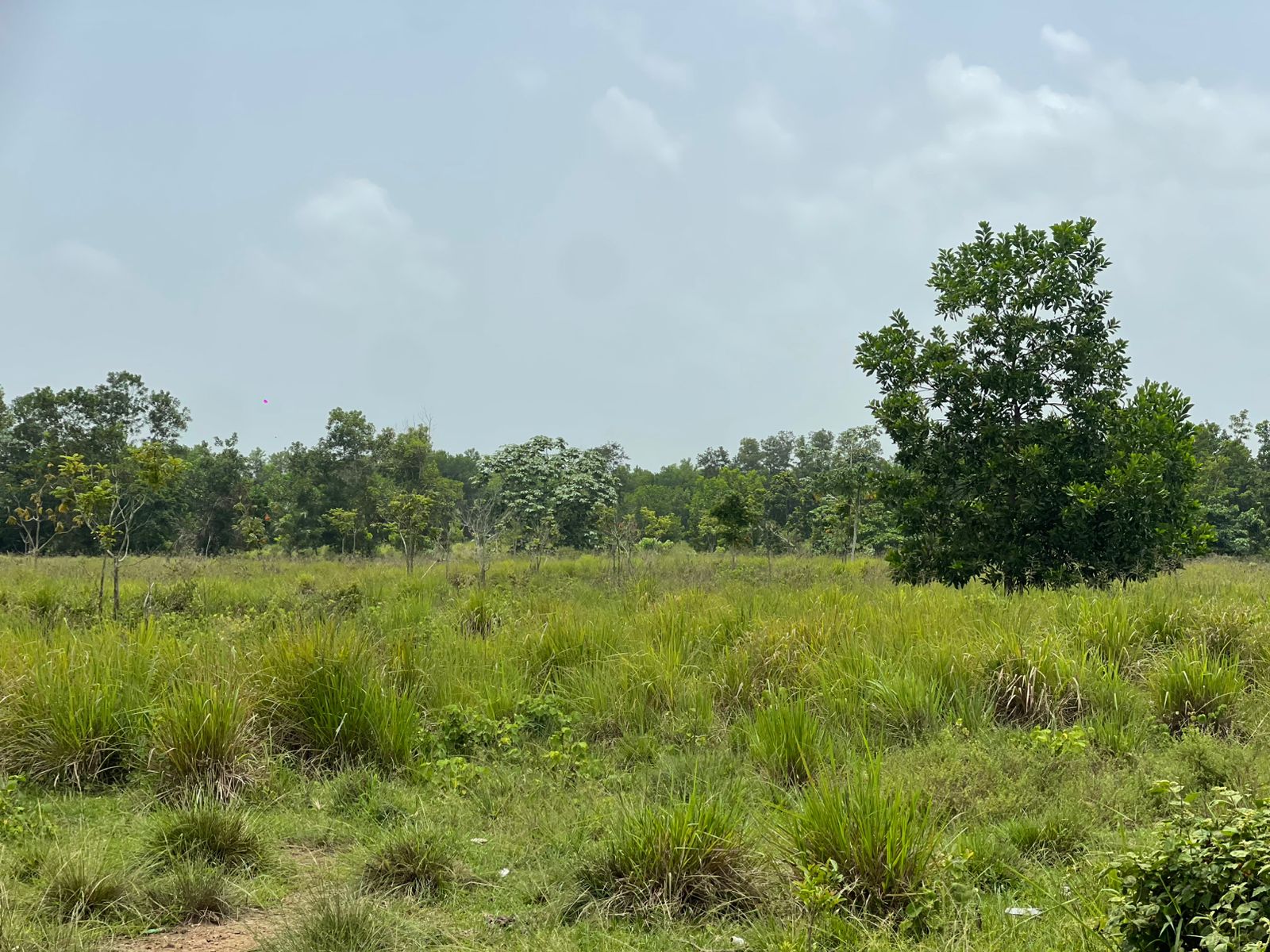 Vendo Finca de 1650 tareas en Santo Domingo Norte a la Orilla del ASFA Foto 7294776-11.jpg