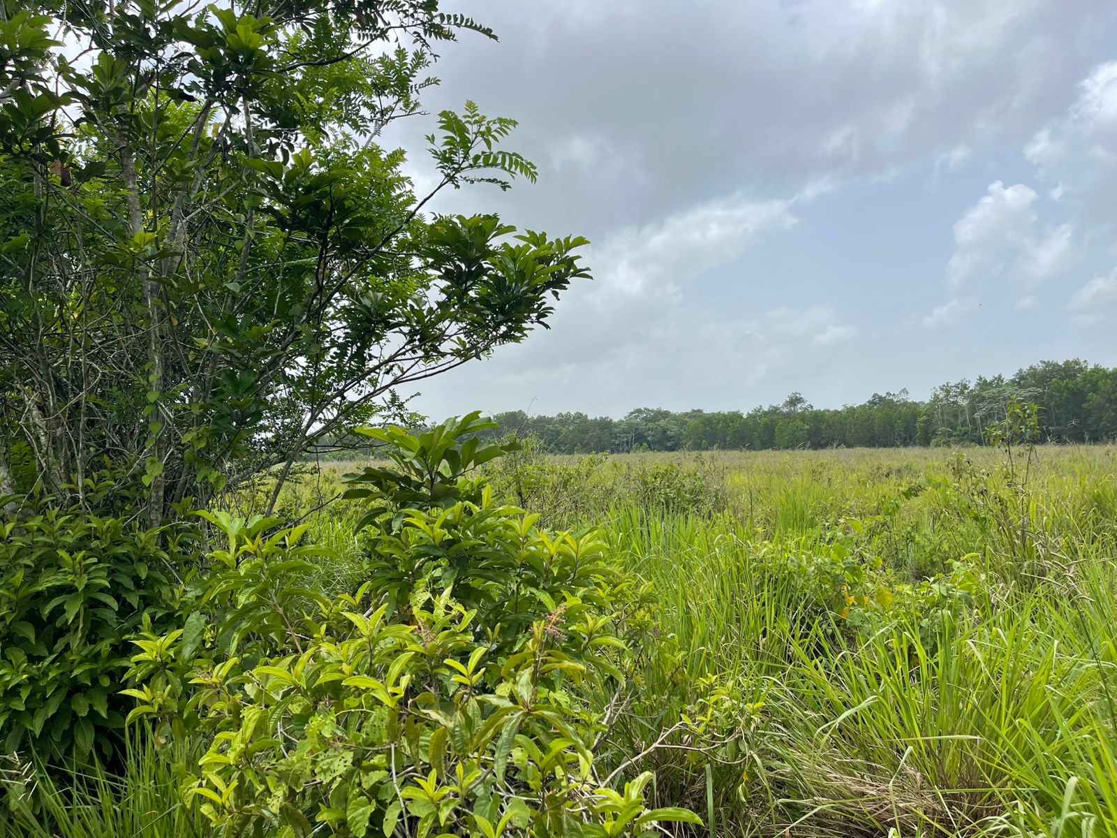 Vendo Finca de 1650 tareas en Santo Domingo Norte a la Orilla del ASFA Foto 7294776-12.jpg