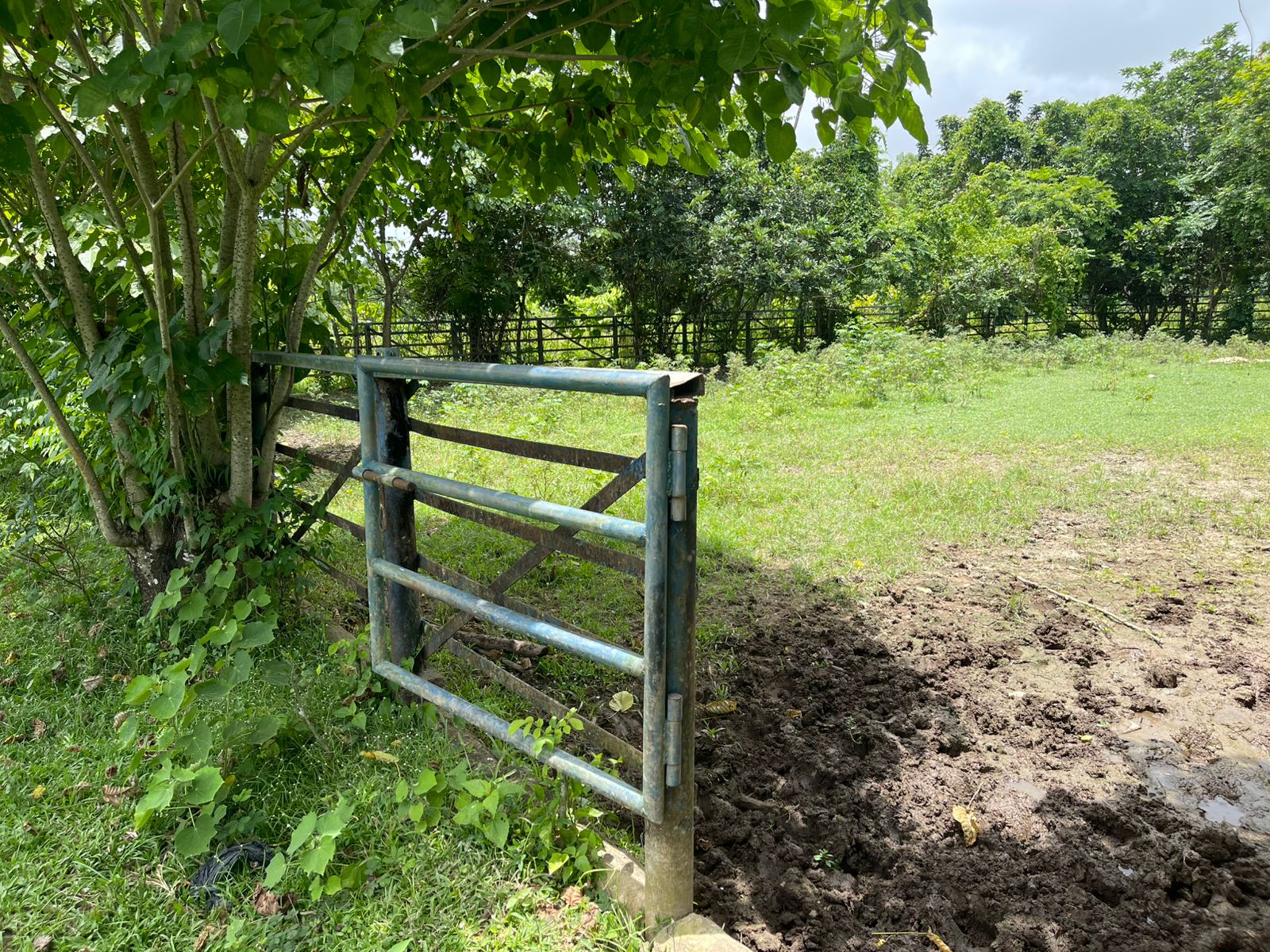 Vendo Finca de 1650 tareas en Santo Domingo Norte a la Orilla del ASFA Foto 7294776-5.jpg